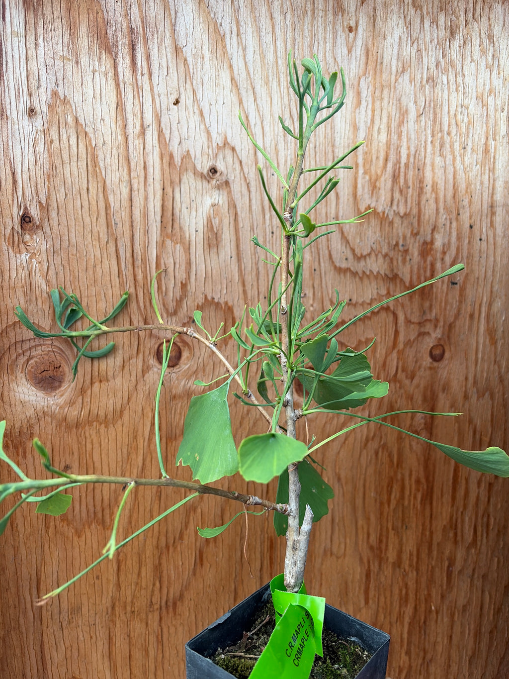 Ginkgo biloba 'Weeping Wonder'