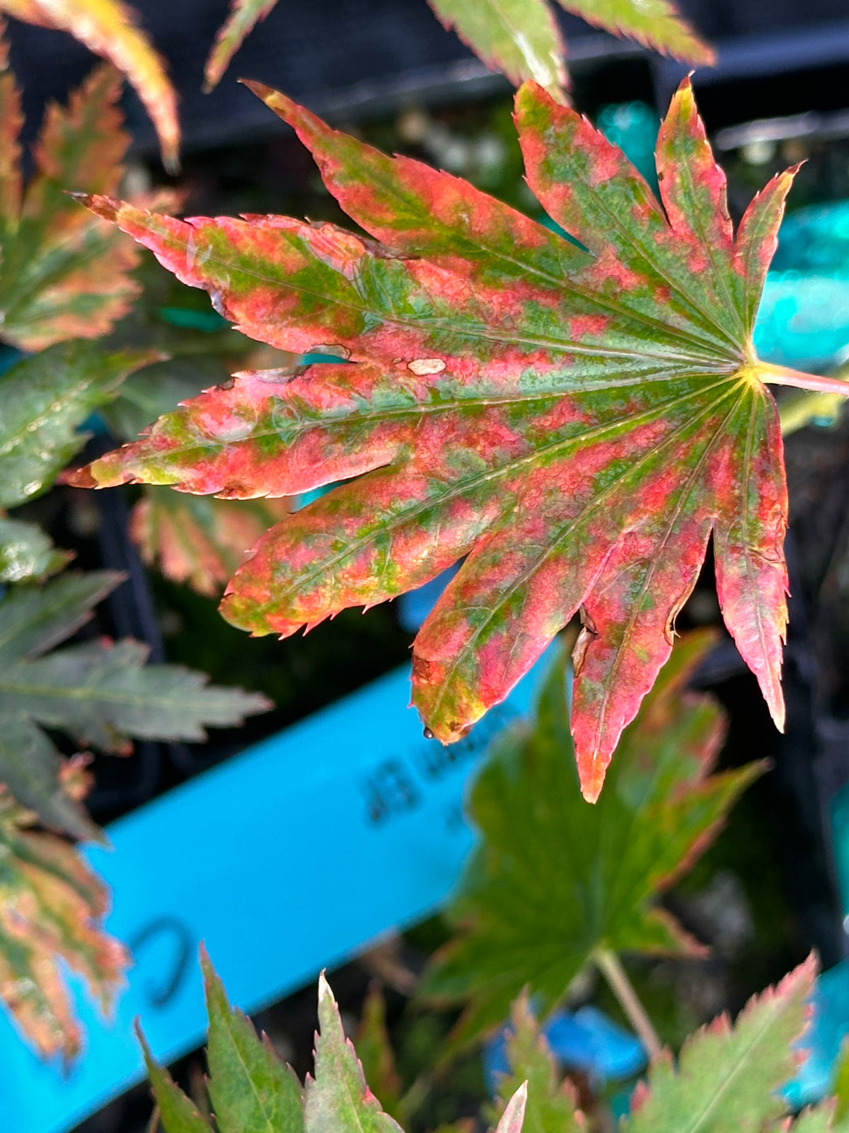 Acer Shirasawanum ‘Green Elf’