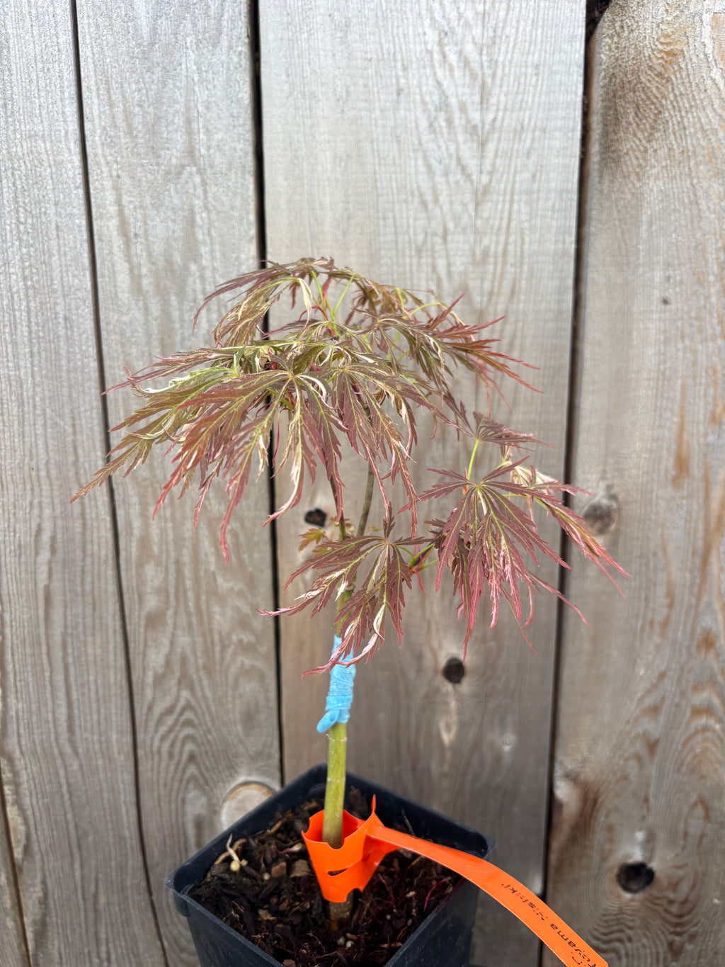 Acer Palmatum ‘Toyama Nishiki’