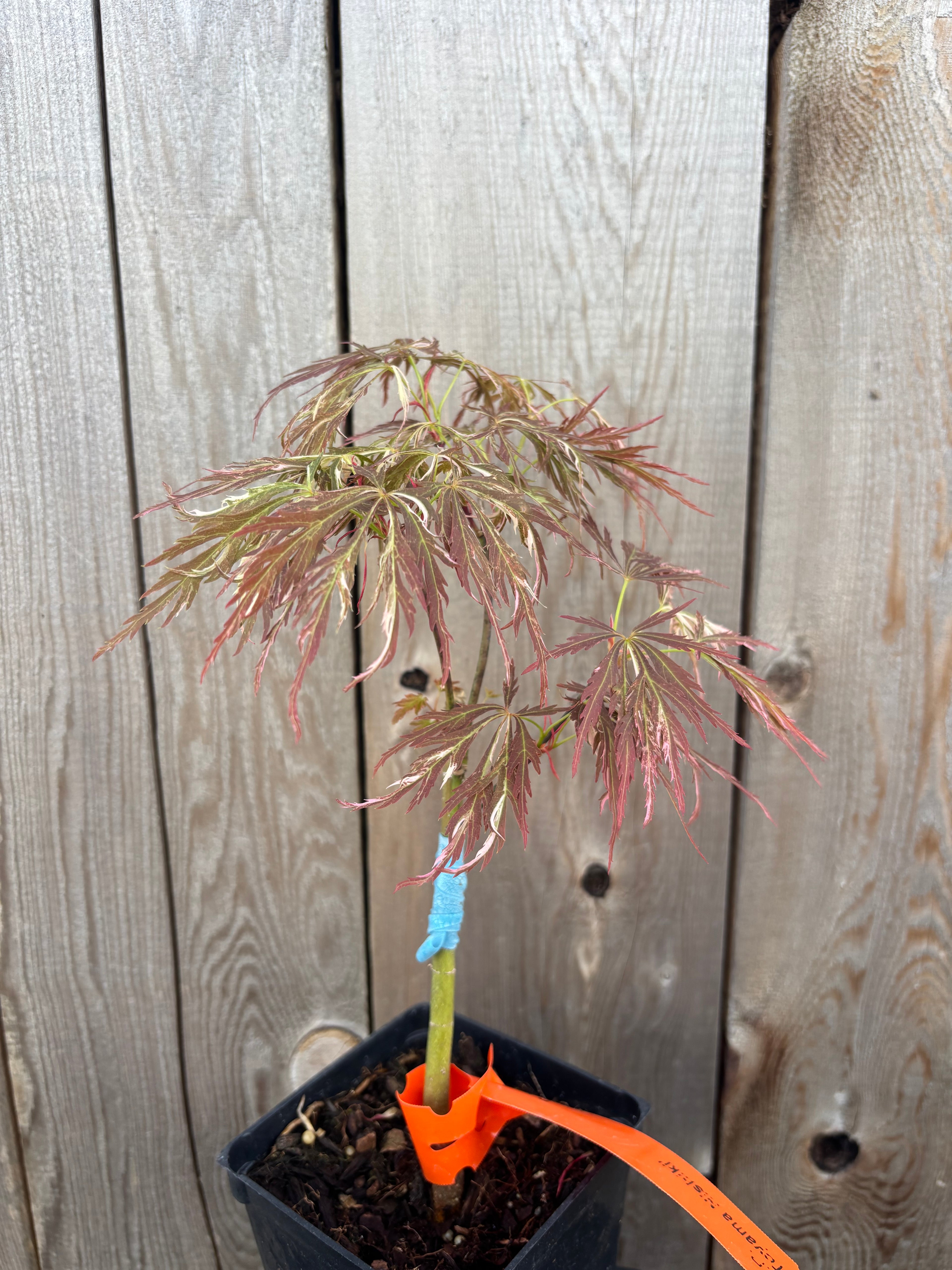 Acer Palmatum ‘Toyama Nishiki’