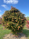 Acer Palmatum ‘Dracula’