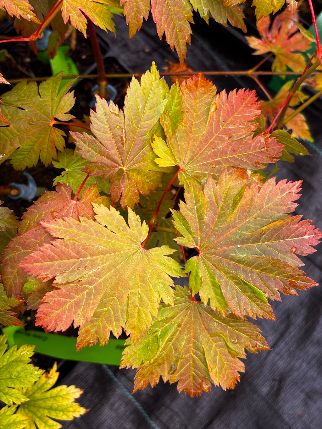 Acer Japonicum ‘O Otaki’