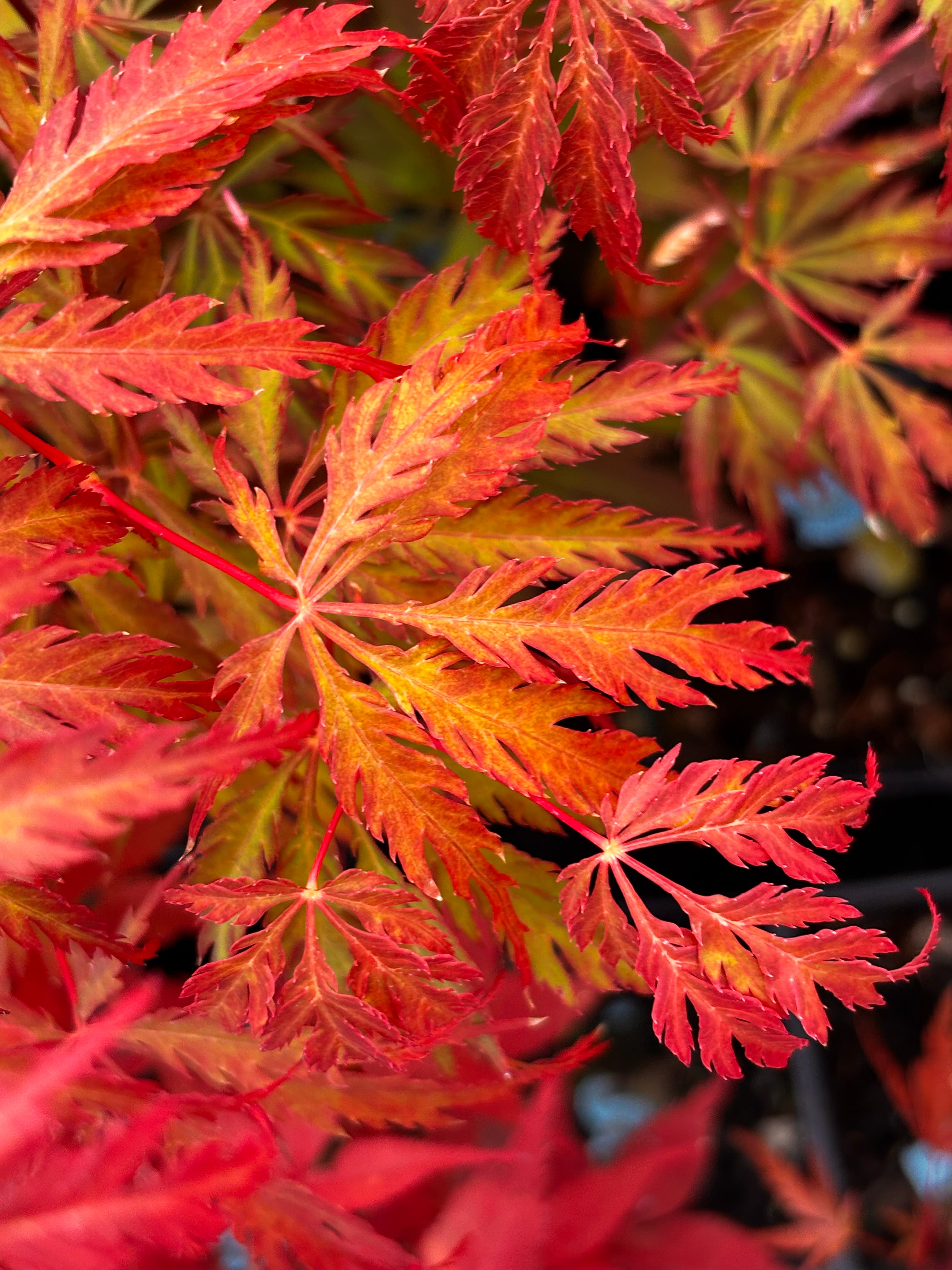 Acer Palmatum Dissectum ‘Heartbeat’