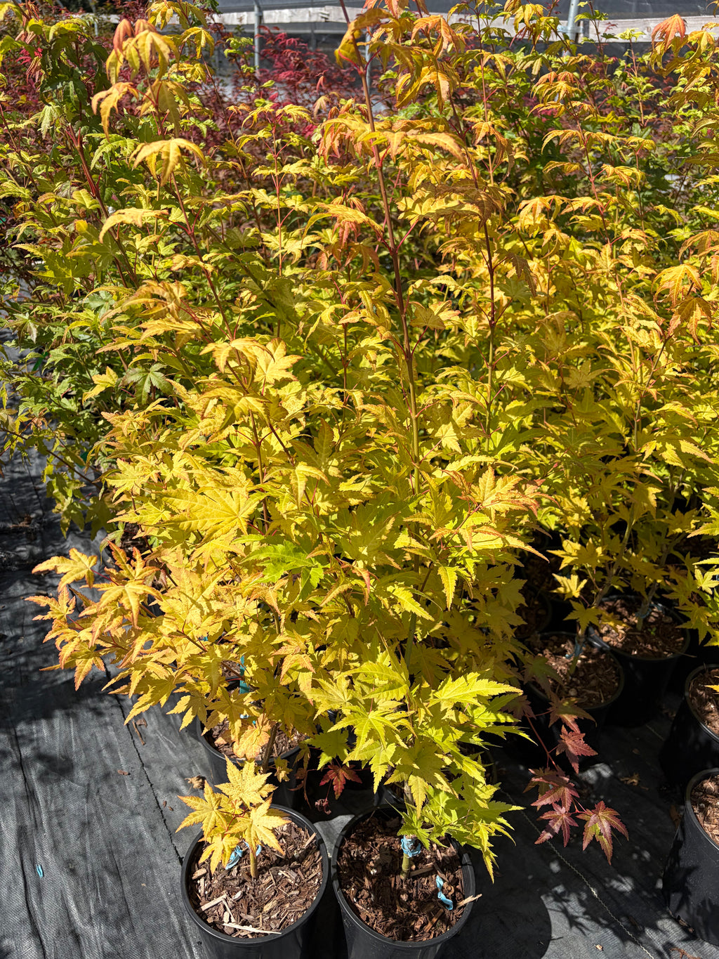 Acer Shirasawanum ‘Sunny’