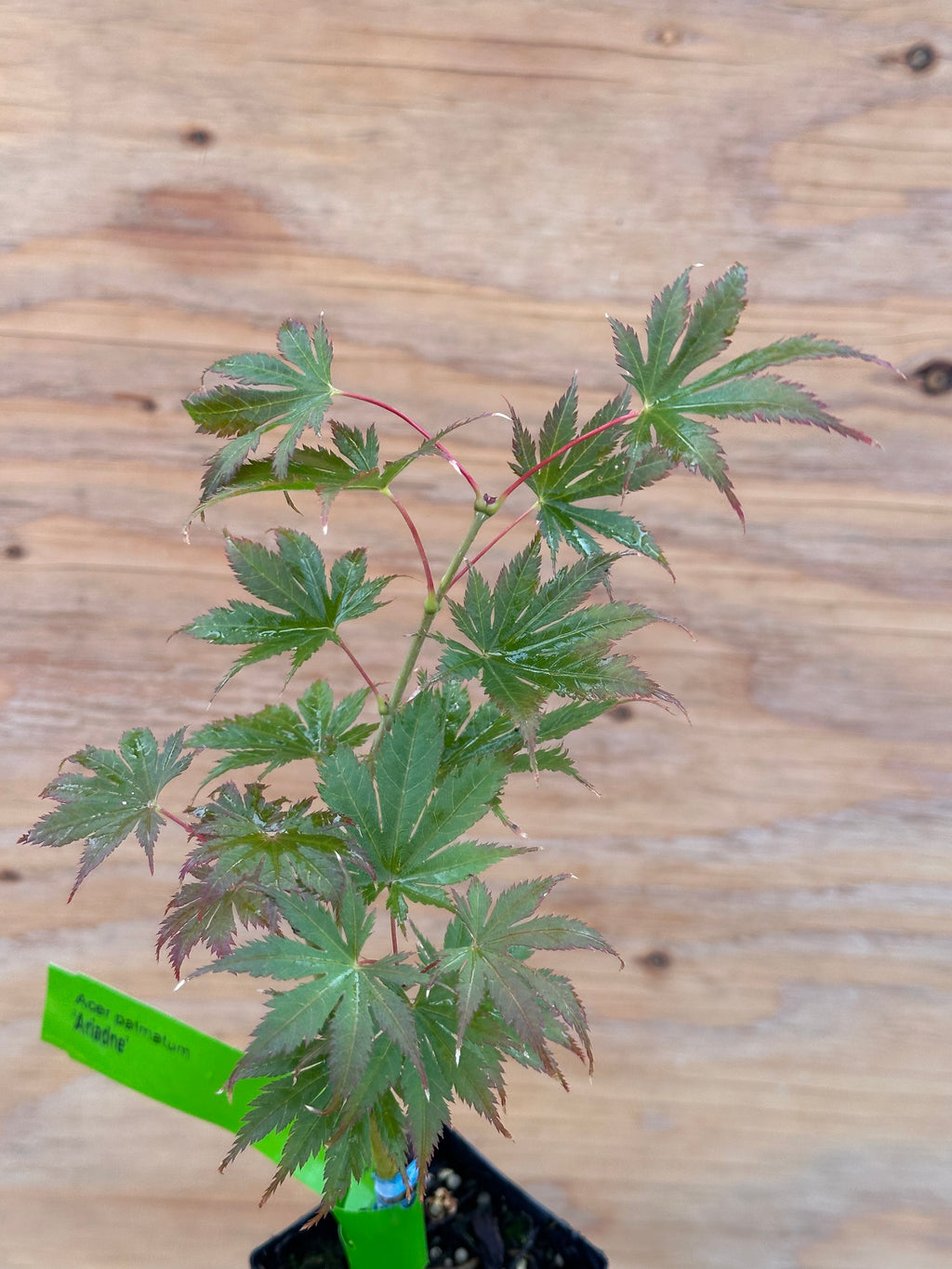 Acer Palmatum ‘Ariadne’