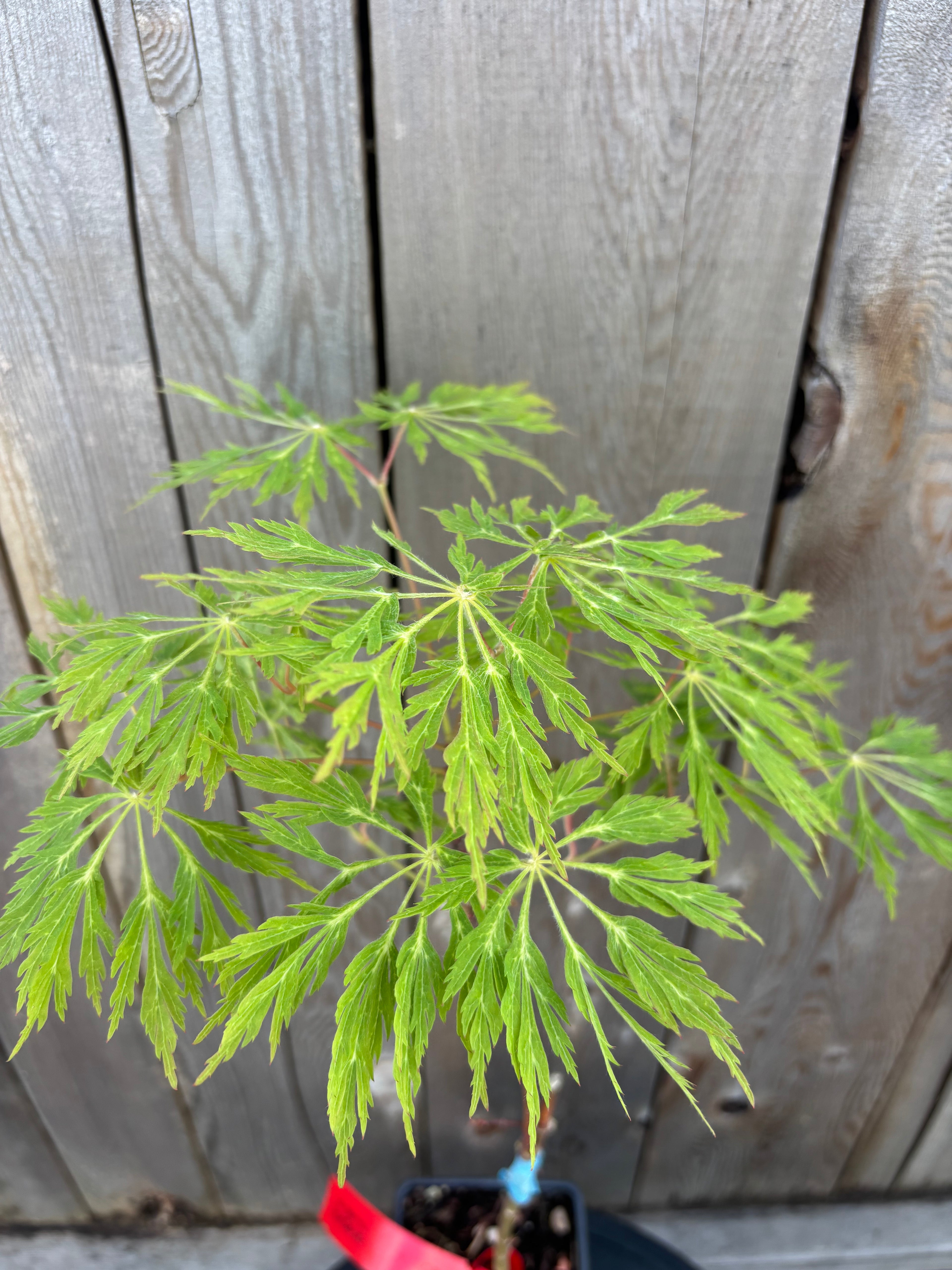Acer Japonicum ‘Green Cascade’