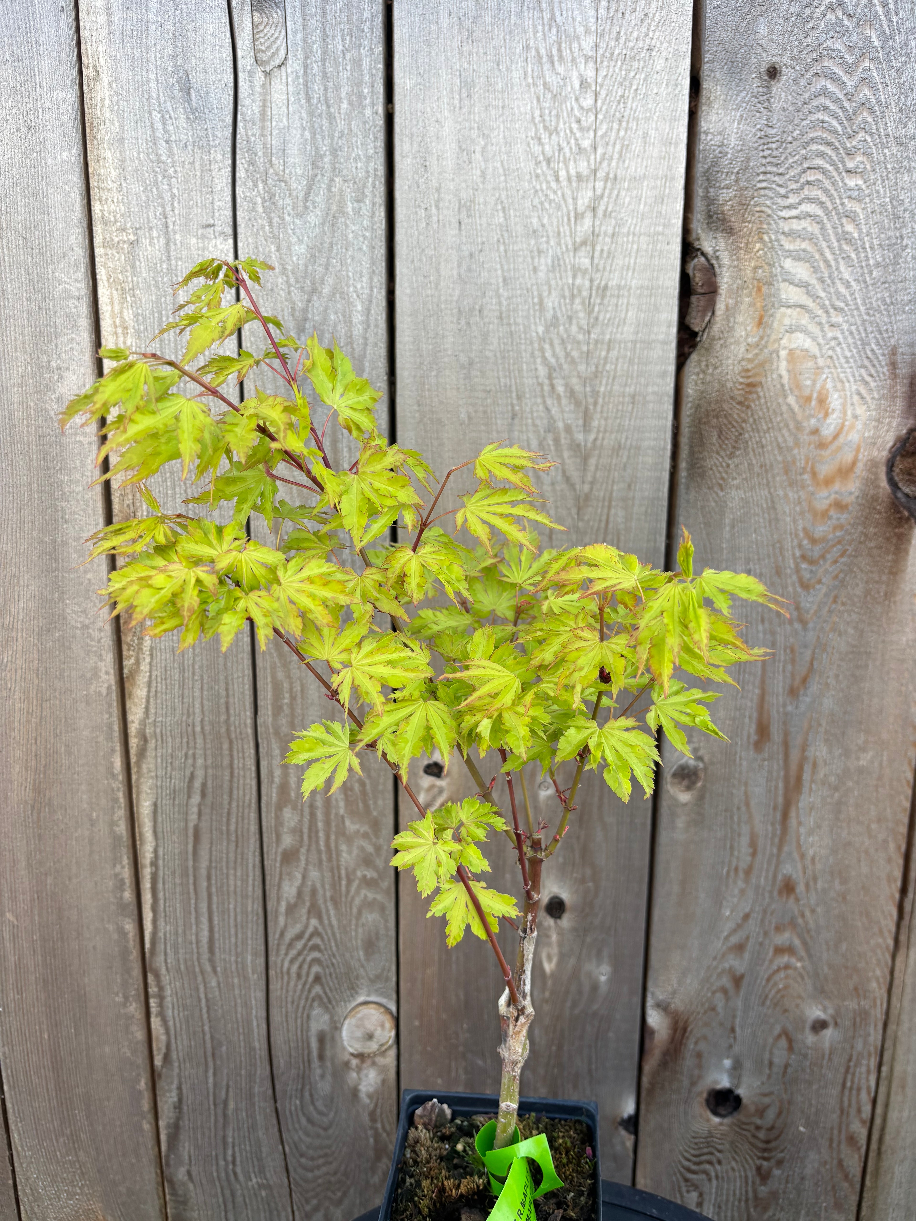 Acer Palmatum ‘Anne-Irene’