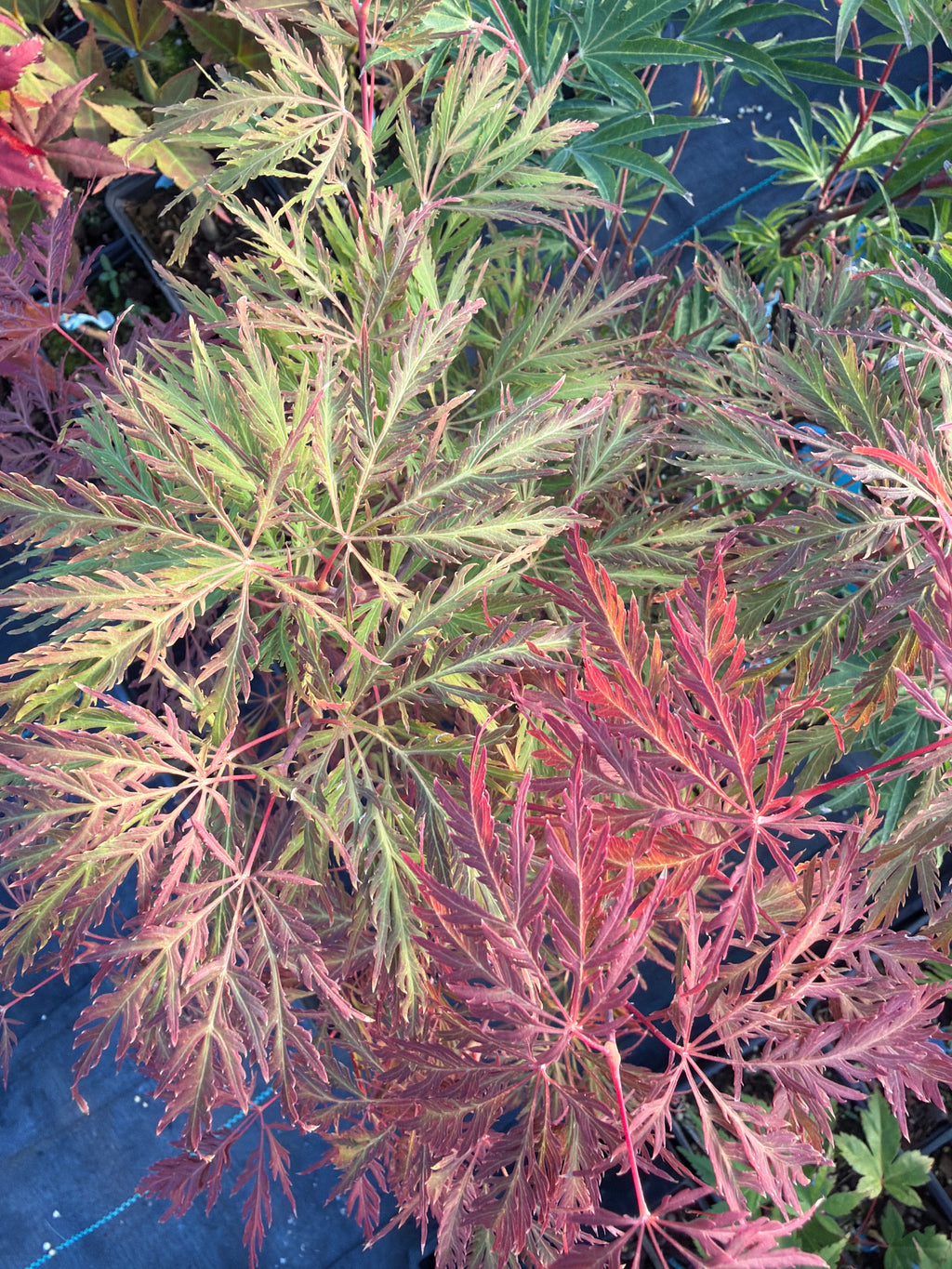 Acer Palmatum ‘Dr.Brown’
