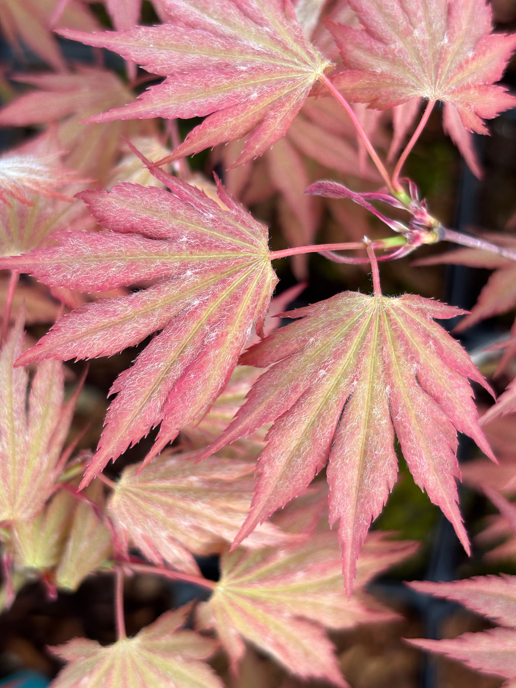 Acer Shirasawanum ‘Green Elf’
