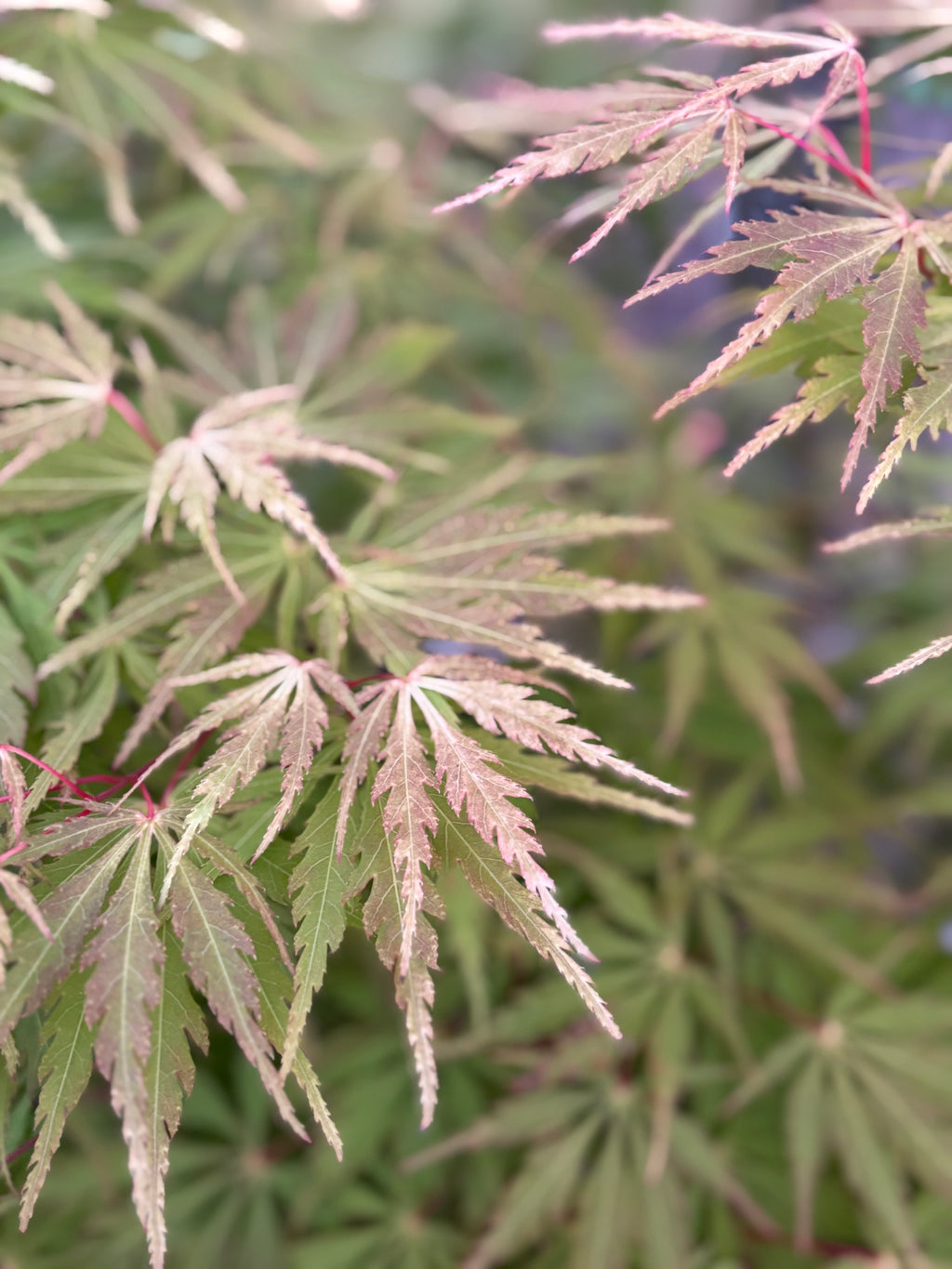 Acer Palmatum ‘Van Essen Gold’