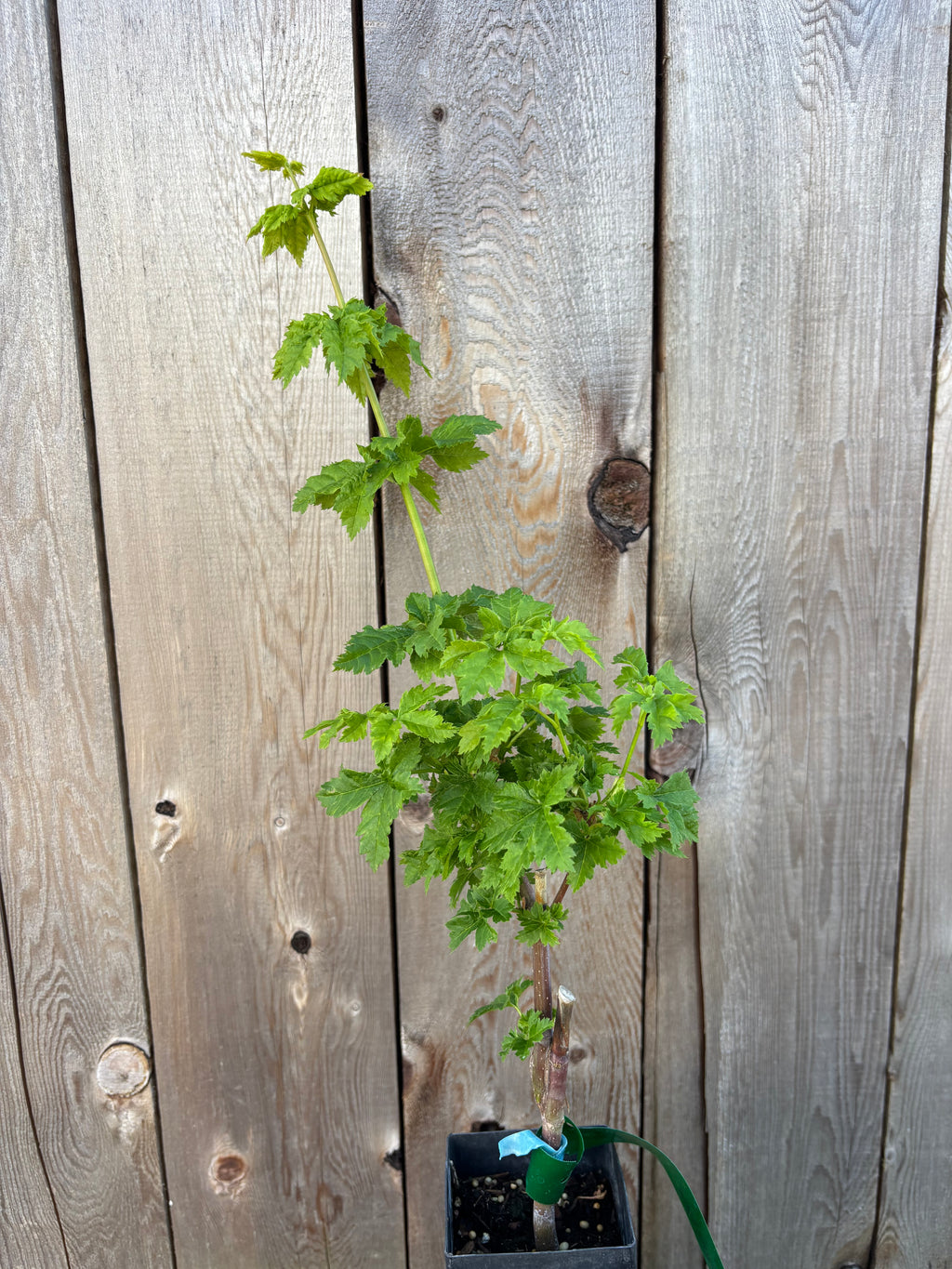 Acer Circinatum ‘Pacific Sprite’ (Graft Liner)
