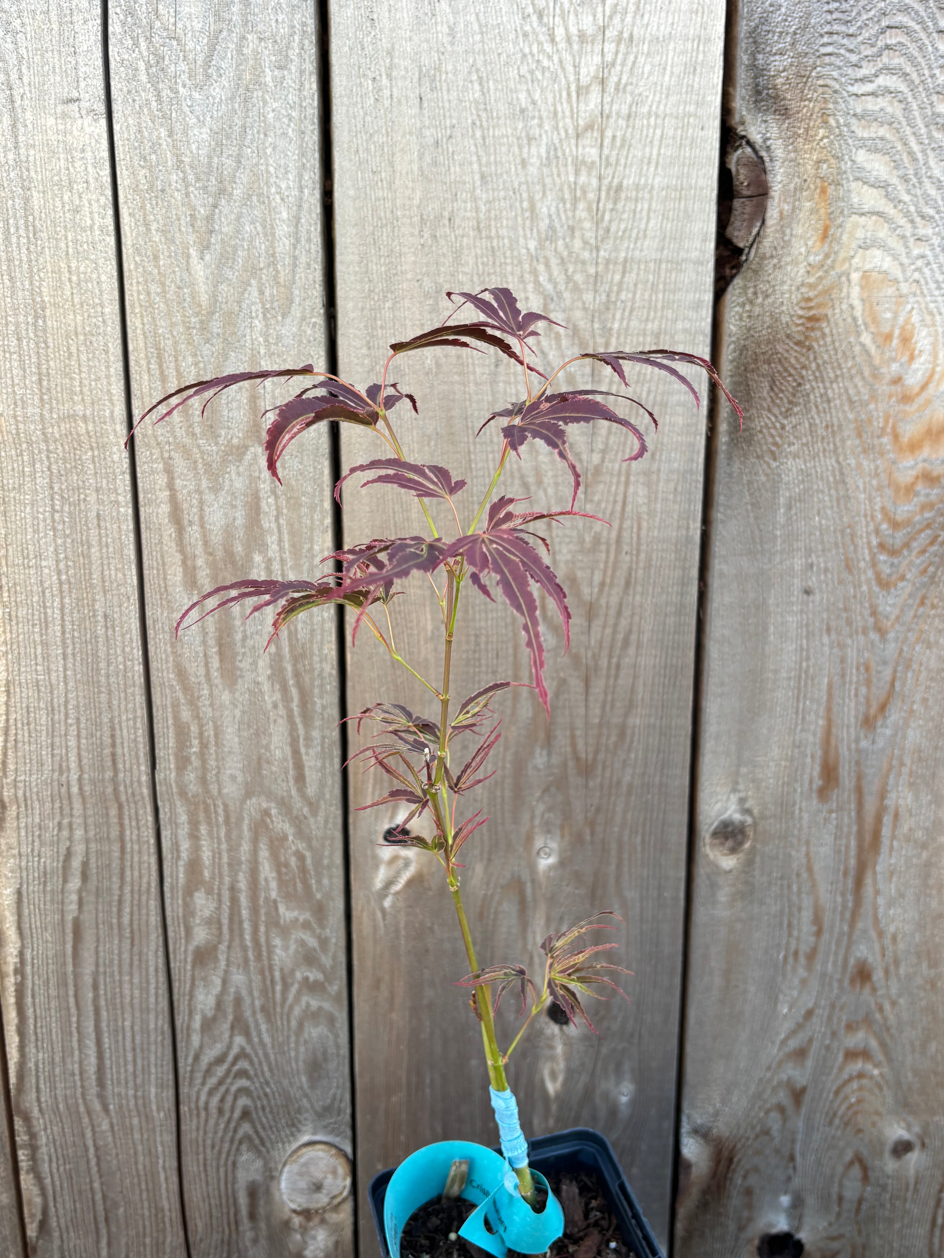 Acer Palmatum ‘Manyo No Sato’