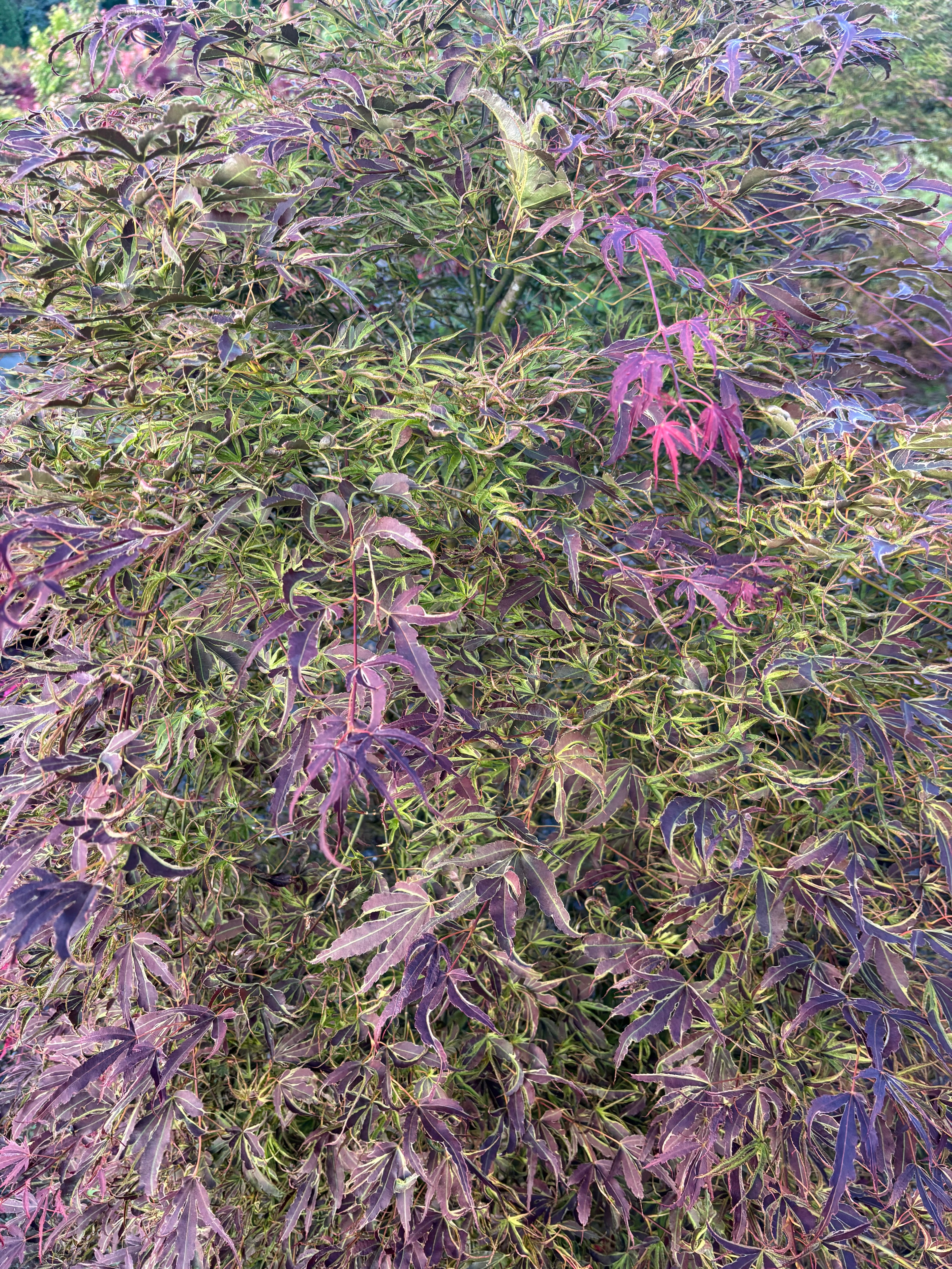 Acer Palmatum ‘Manyo No Sato’