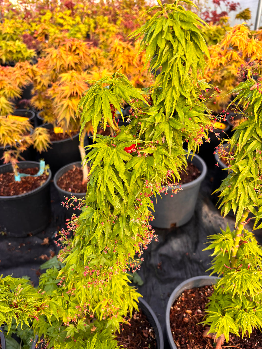 Acer Palmatum ‘Tattoo’