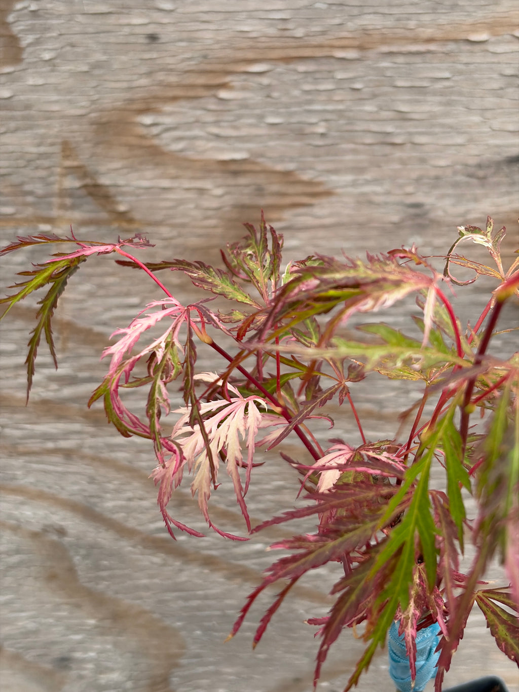 Acer Palmatum ‘Pink Ballerina’