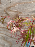 Acer Palmatum ‘Pink Ballerina’