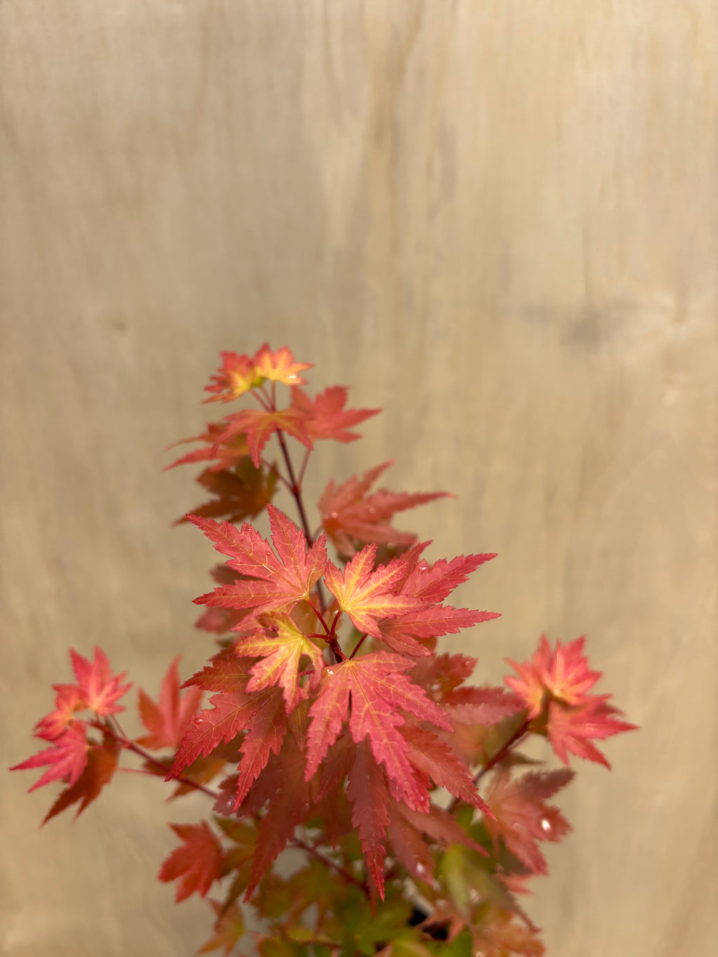 Acer Palmatum  ‘Coonara Pygmy ‘