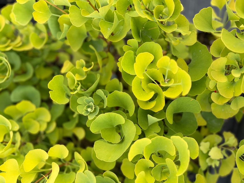 Ginkgo Biloba ‘Beijing Gold’