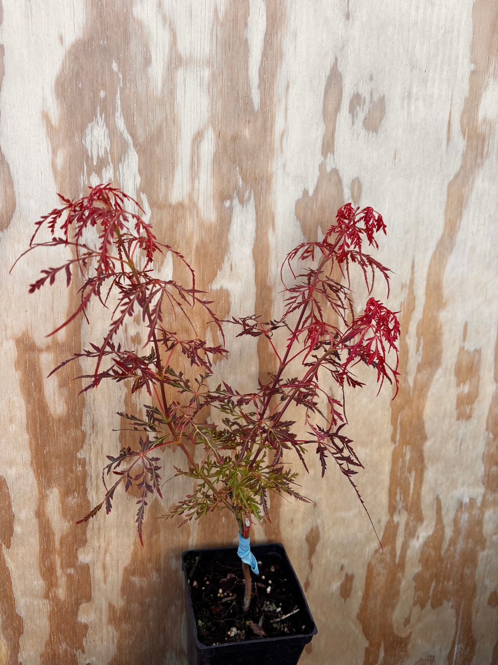 Acer Palmatum ‘Baby Lace’