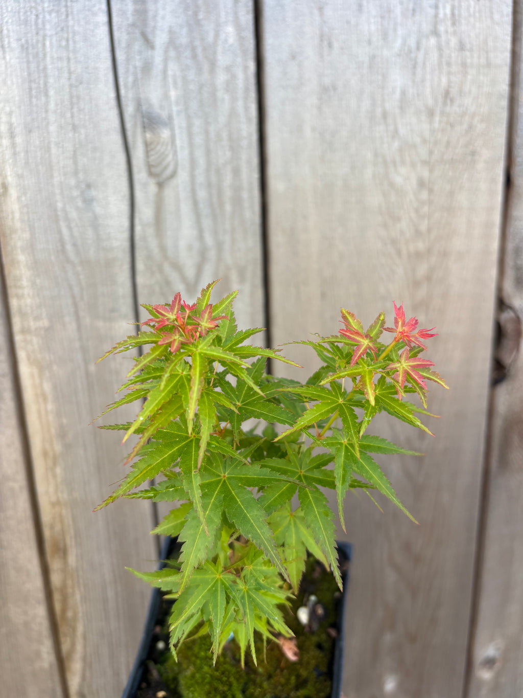 Acer Palmatum ‘Goshiki Kotohime’