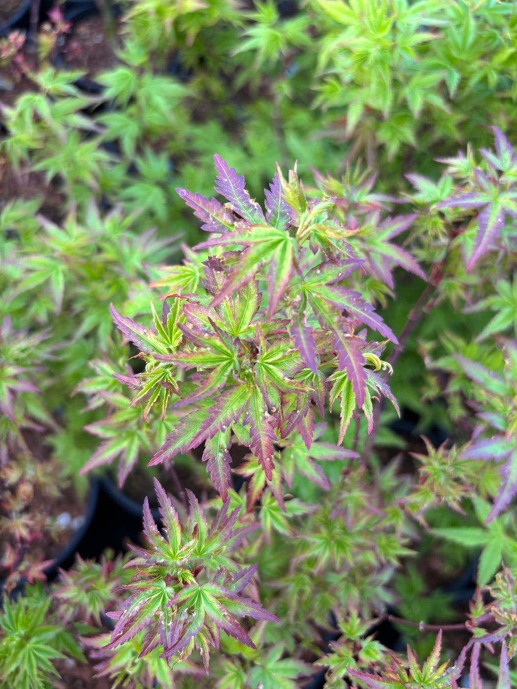 Acer Palmatum ‘Columba’