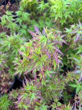 Acer Palmatum ‘Columba’