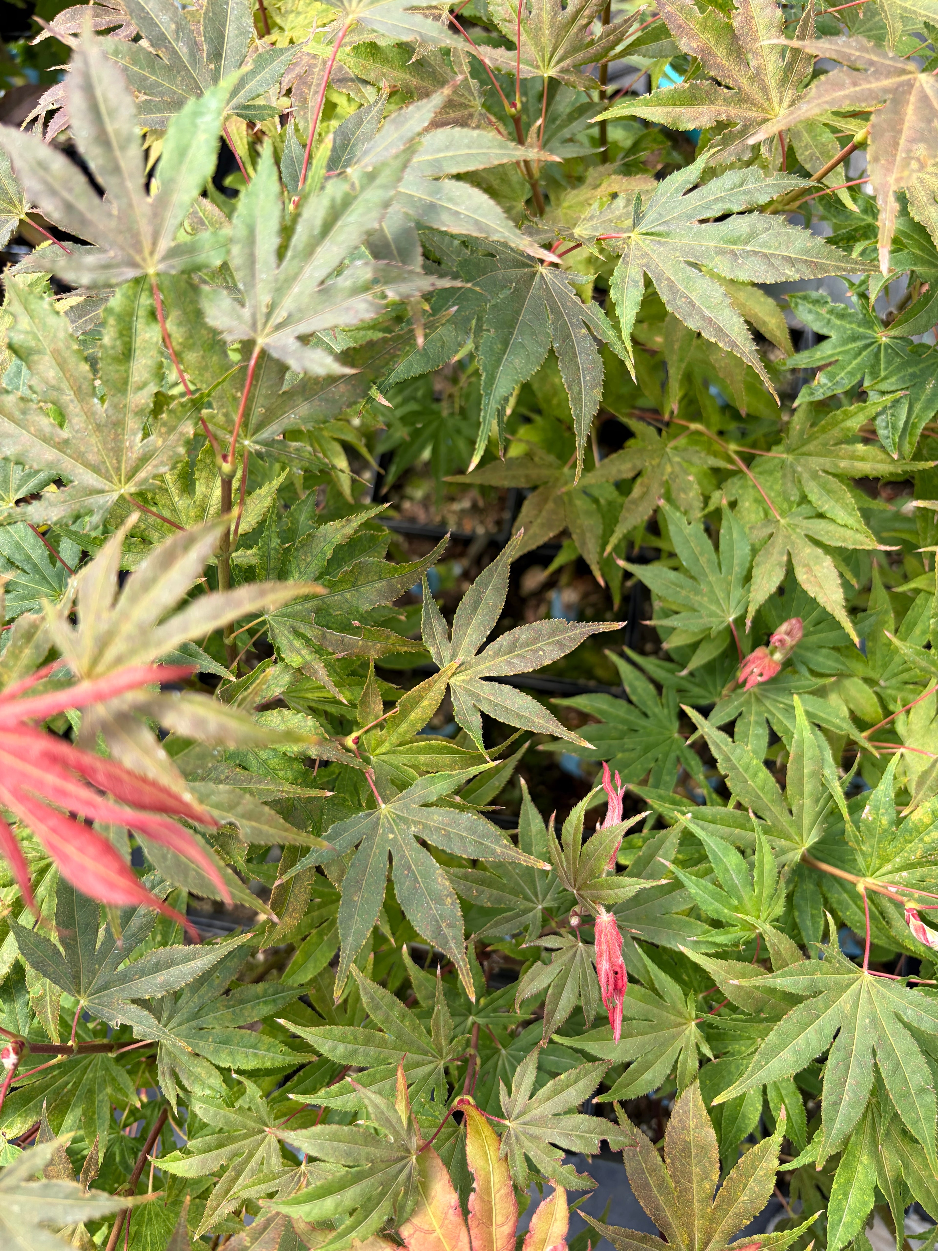 Acer Palmatum ‘Sawa Chidori’