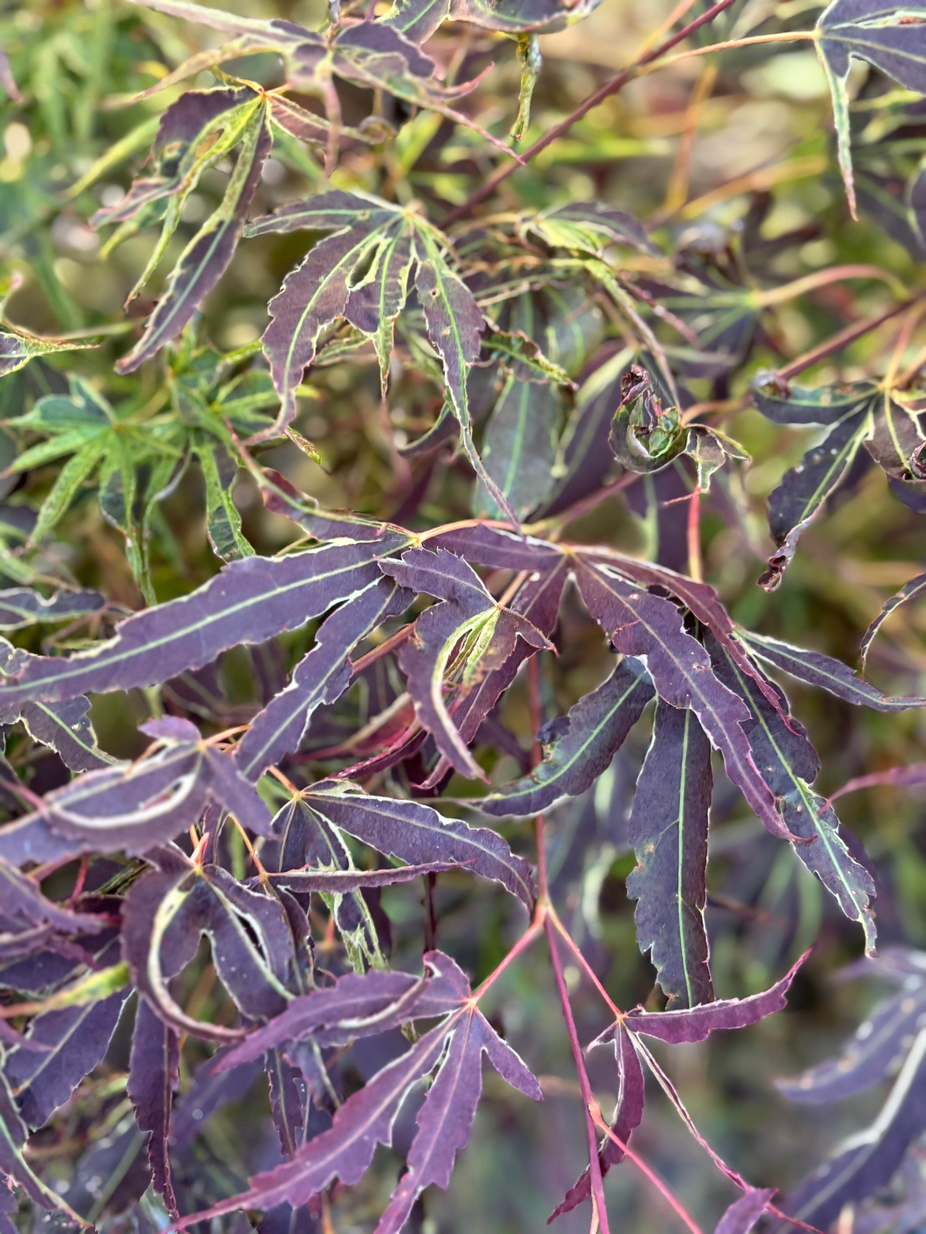Acer Palmatum ‘Manyo No Sato’