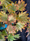 Acer Shirasawanum ‘Green Elf’