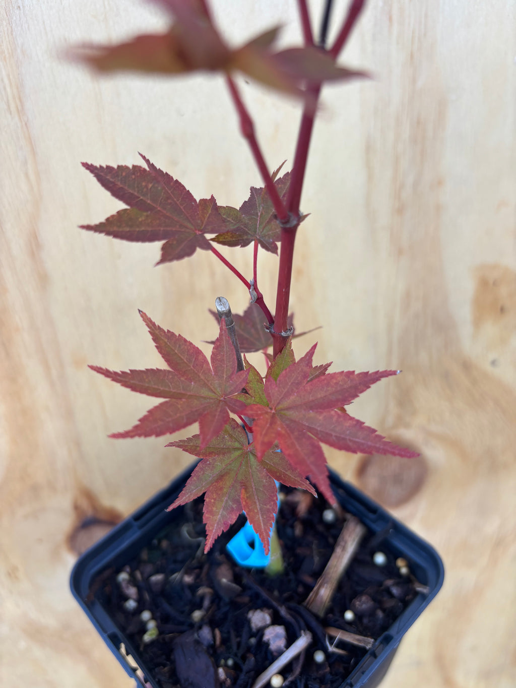Acer Palmatum ‘Dragon King’