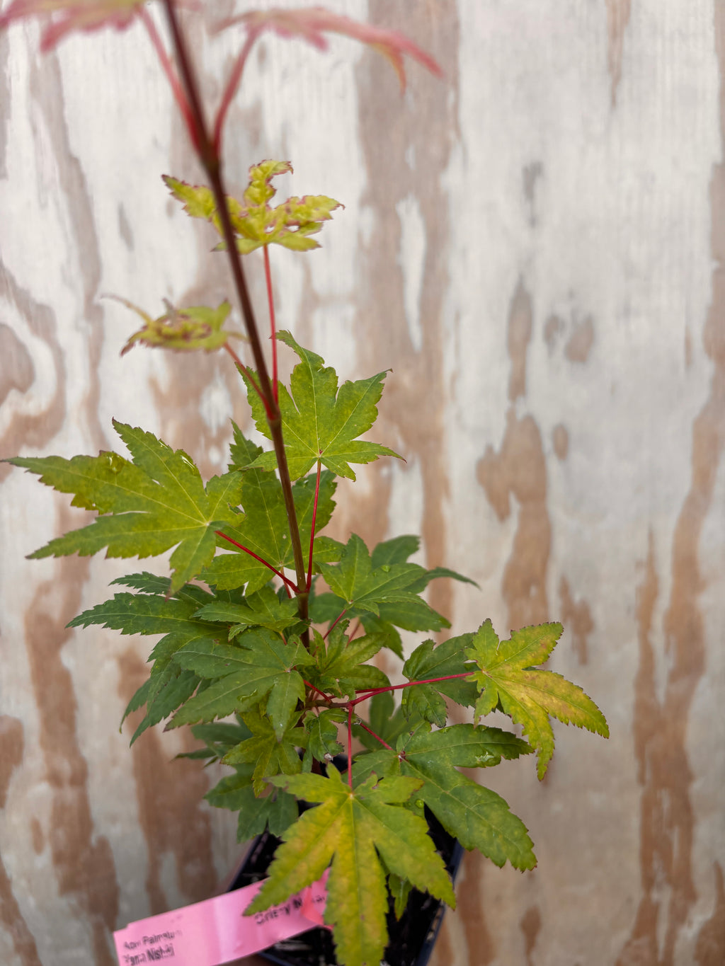 Acer Palmatum ‘Yama Nishiki’
