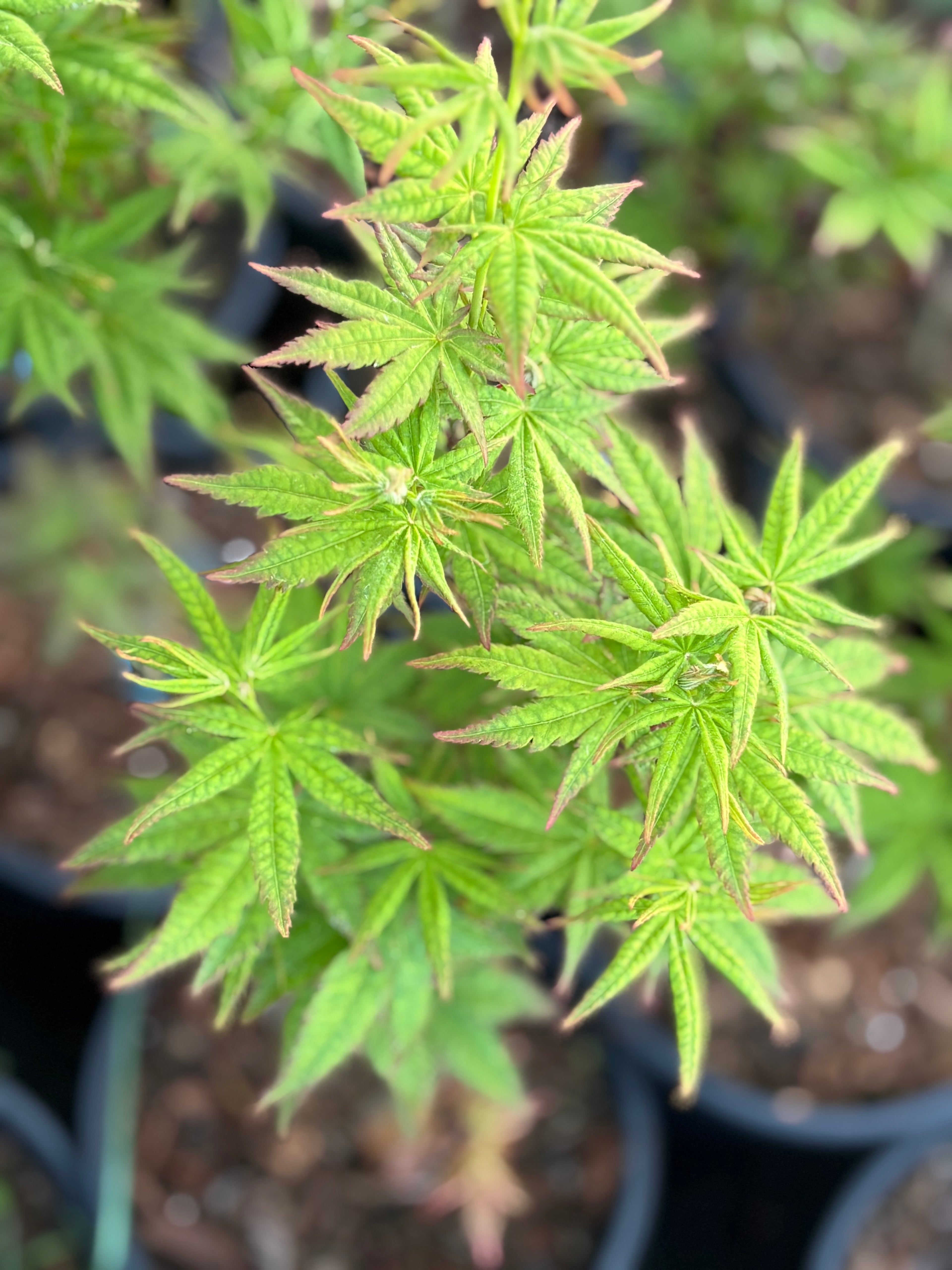 Acer Palmatum ‘Gabriela Mendoza’ RARE