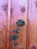 Acer Palmatum ‘Sekka Yatsubusa’