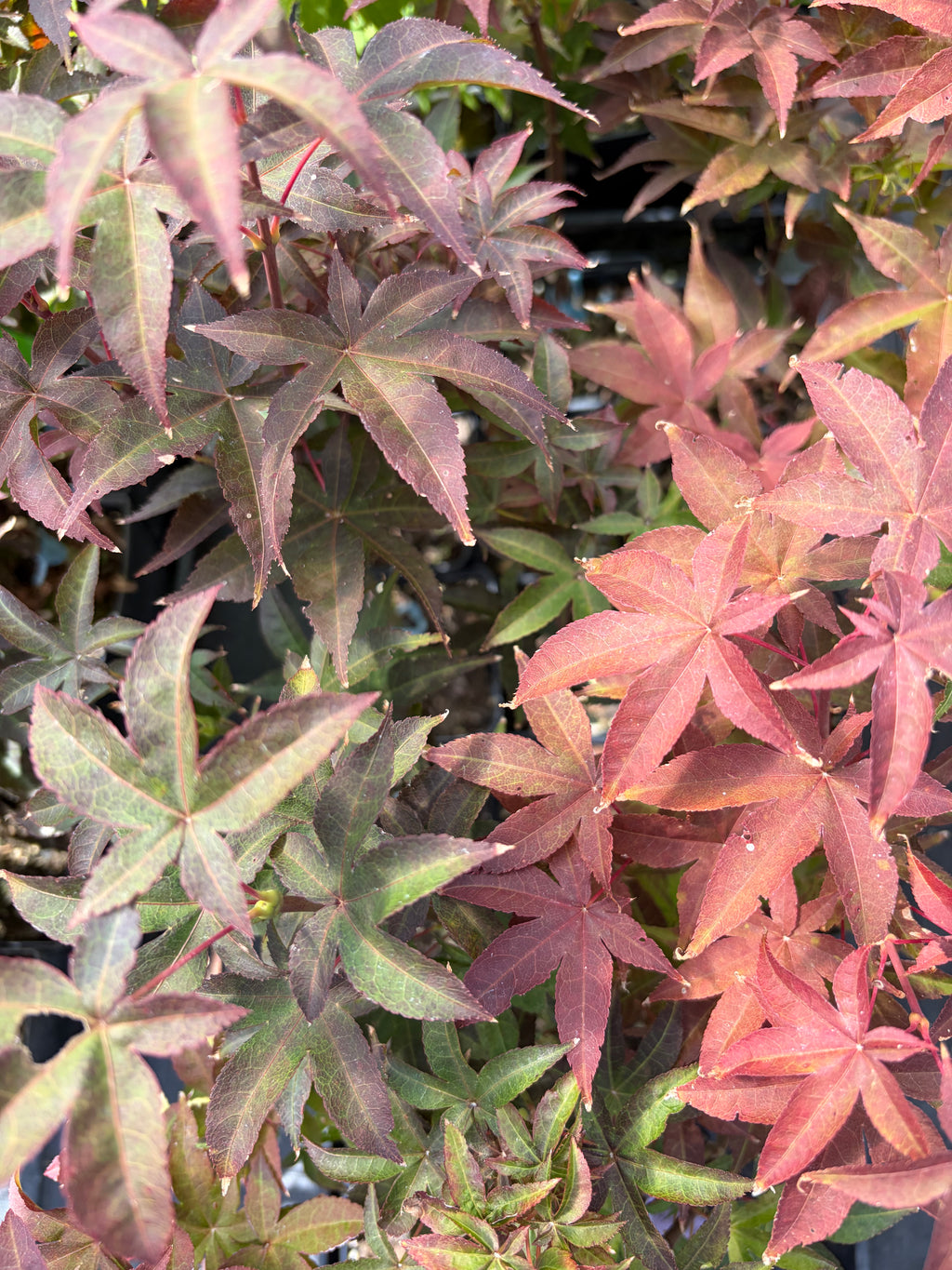 Acer Palmatum ‘Rhode Island Red’