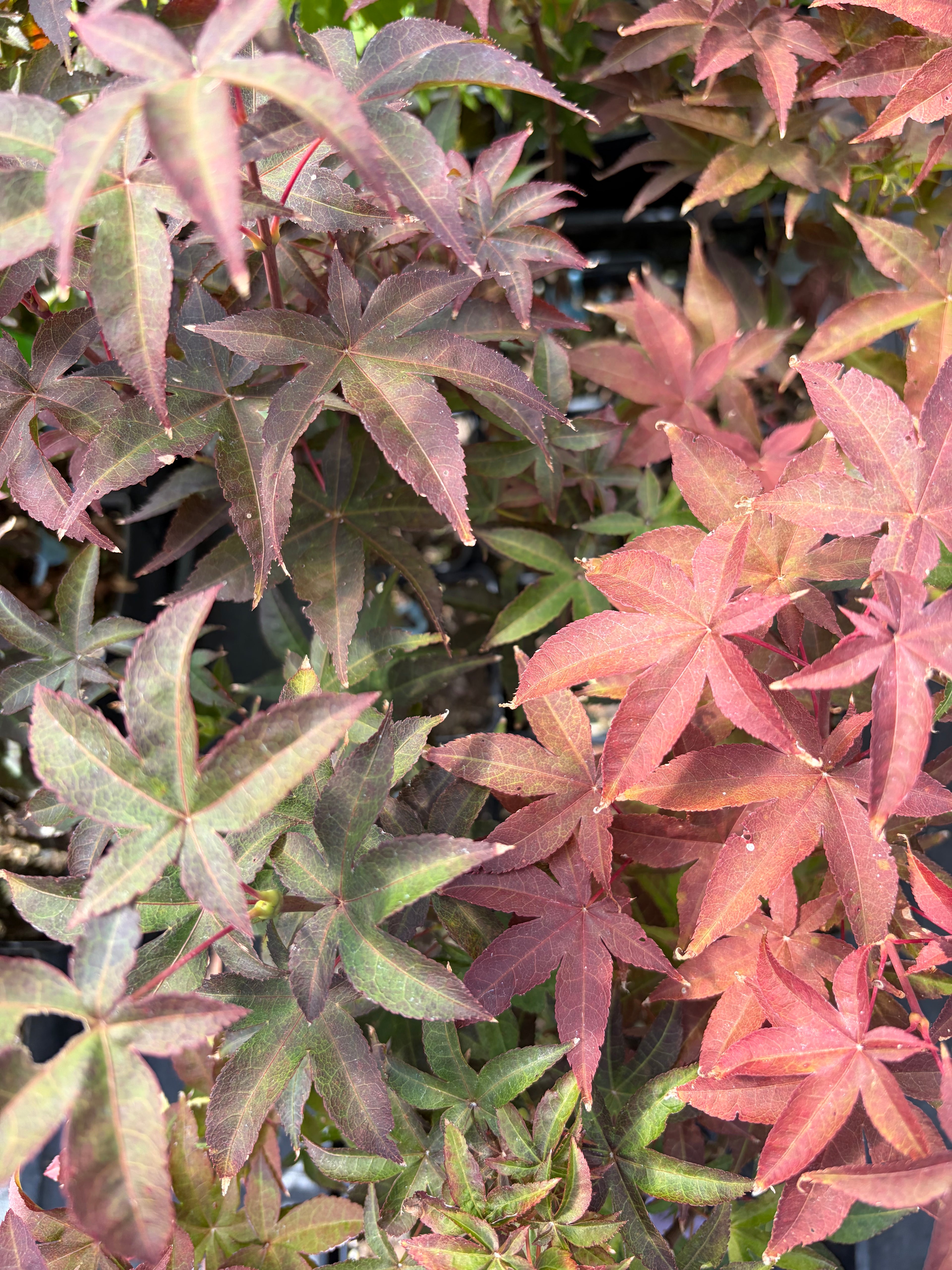 Acer Palmatum ‘Rhode Island Red’