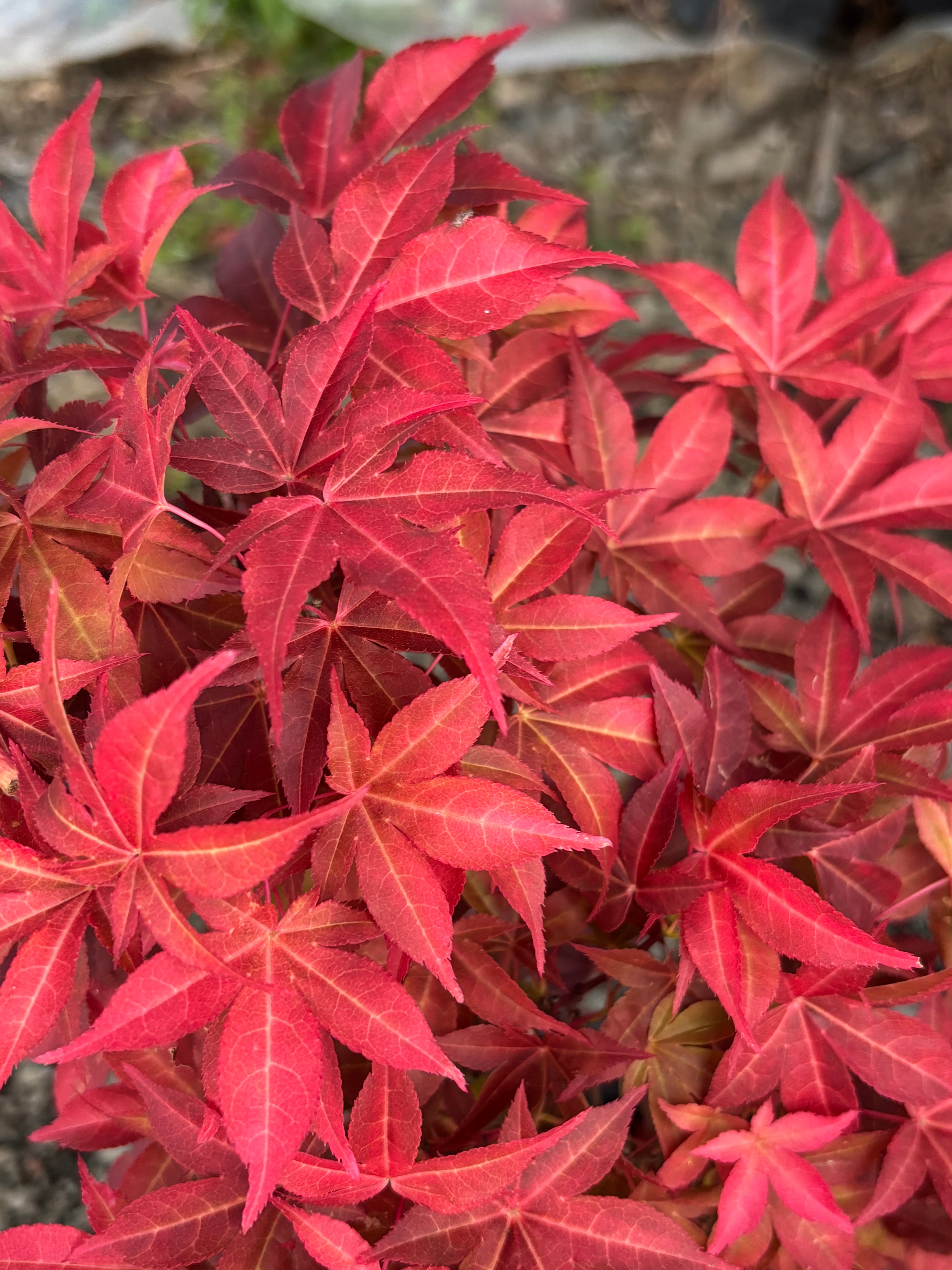 Acer Palmatum ‘Gable’s Glory’
