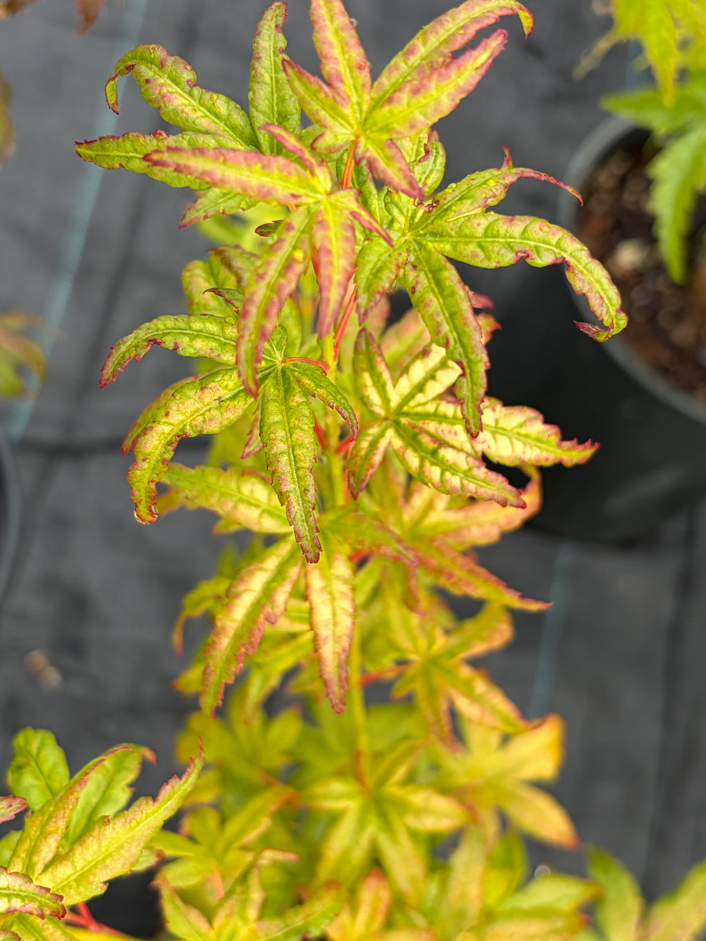 Acer Palmatum ‘Gabriela Mendoza’ RARE