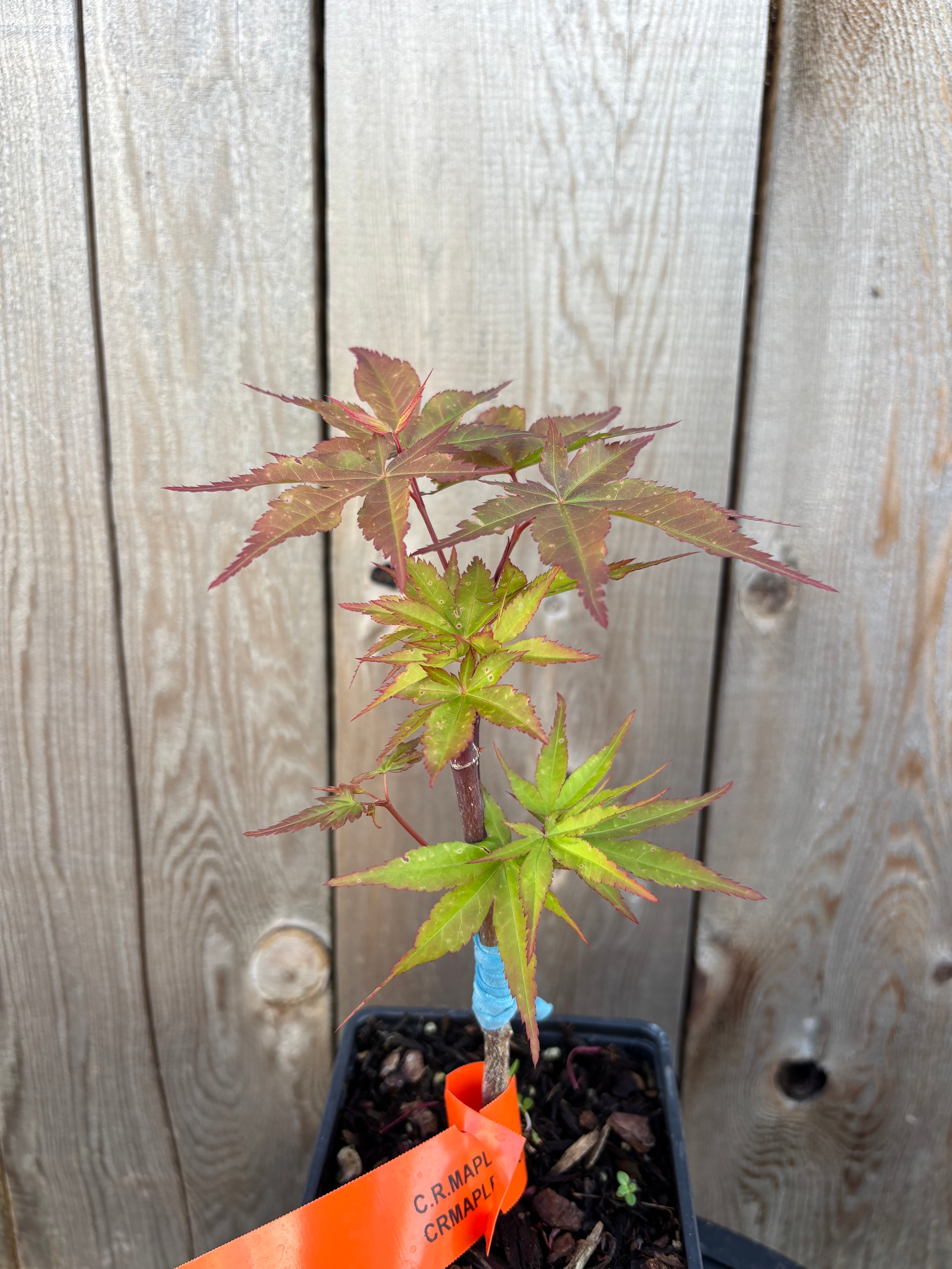 Acer Palmatum ‘Dracula’