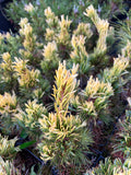 Pinus parviflora 'Goldilocks'