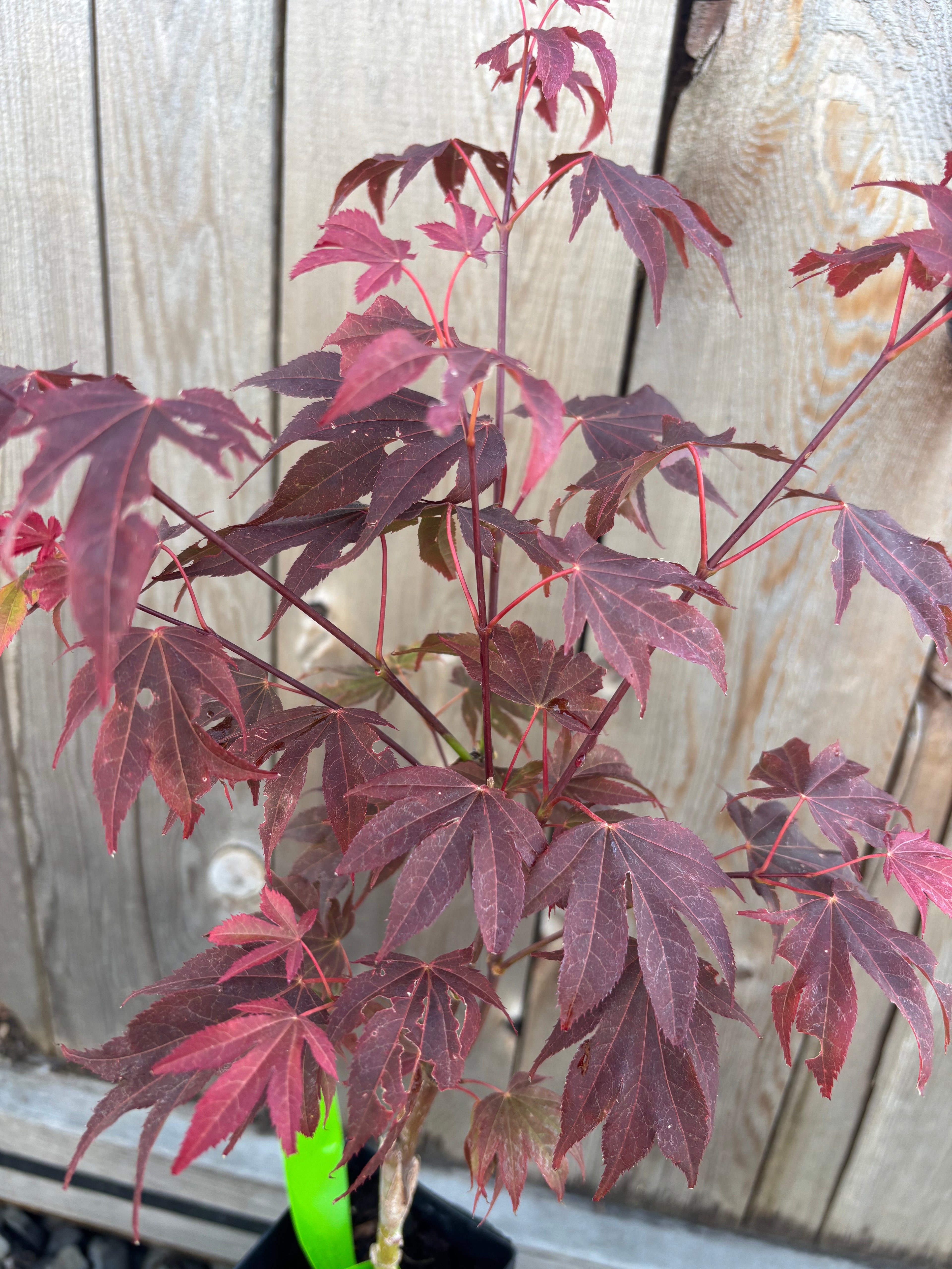 Acer Palmatum 'Ruslyn In The Pink'
