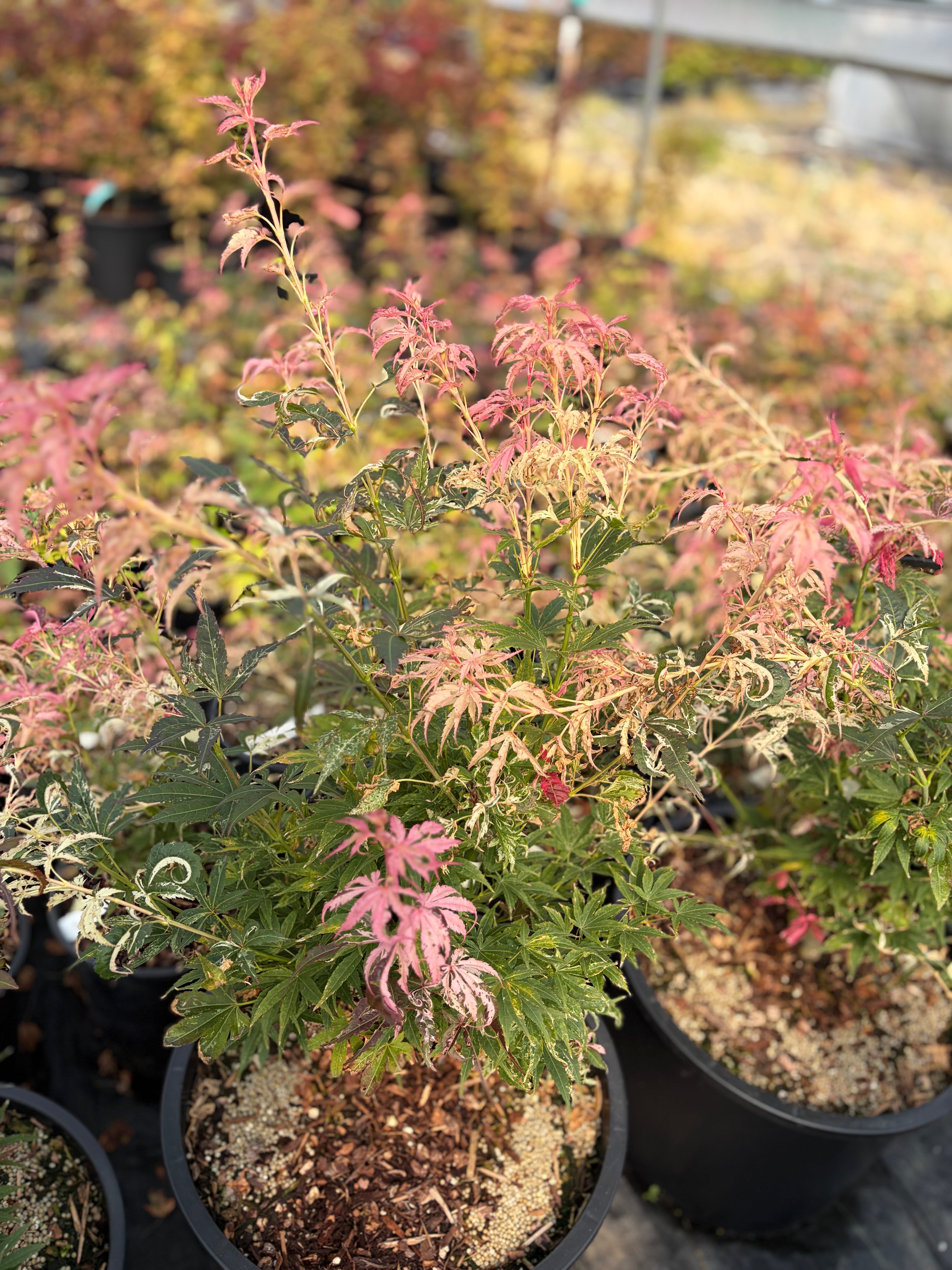 Acer Palmatum ‘Red Jaguar’