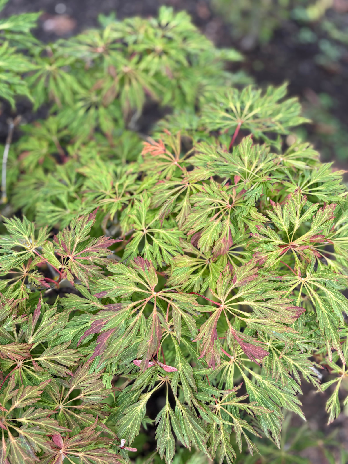 Acer Japonicum ‘Oregon Fern’