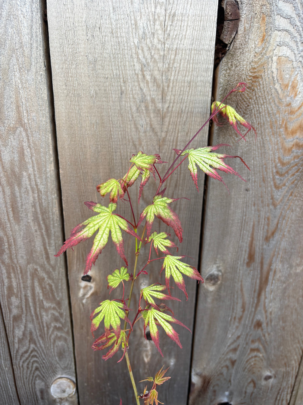 Acer Palmatum ‘Phantom Flame’