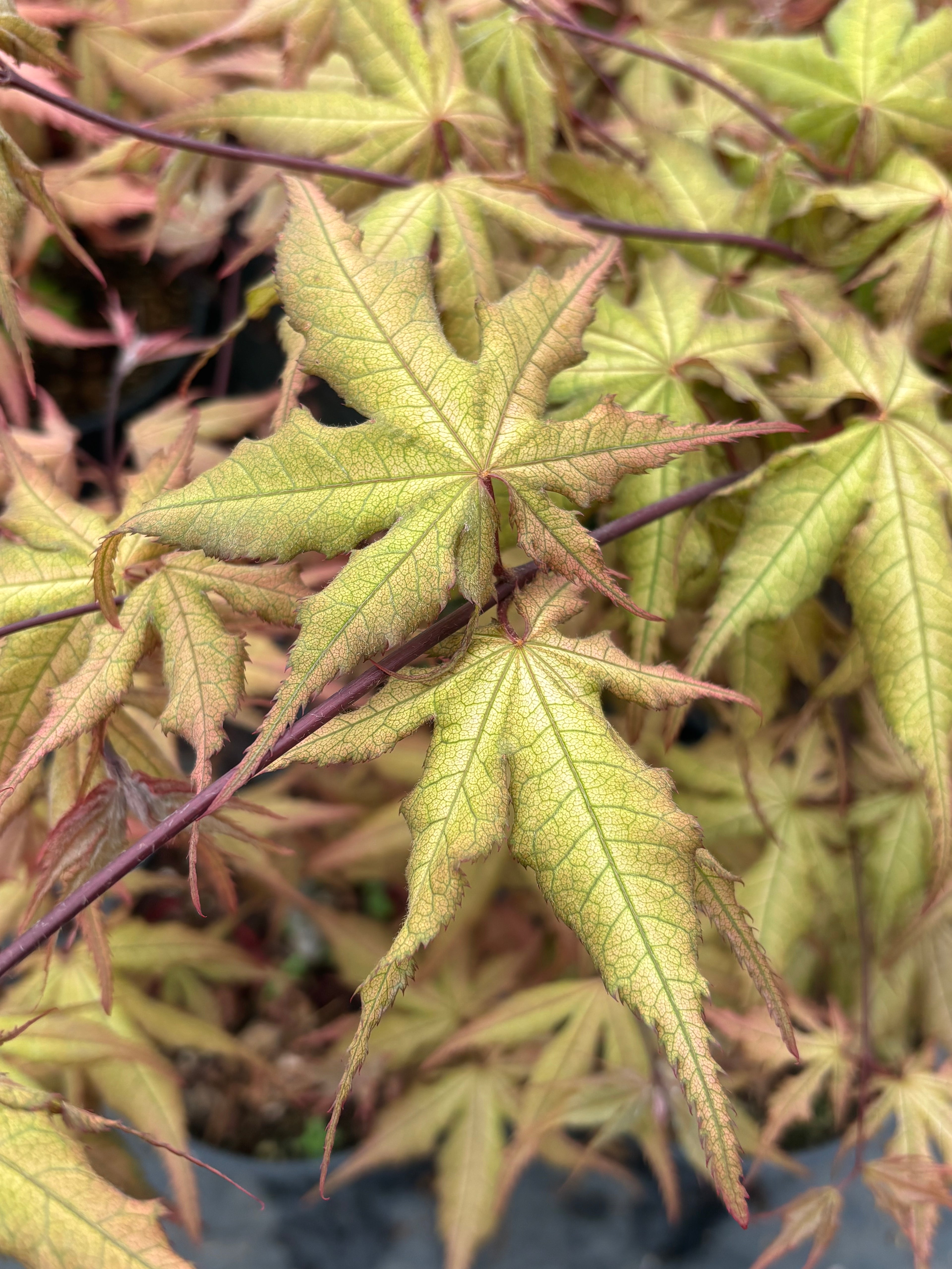 Acer Palmatum ‘Ruby De Sofia’