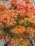 Acer Palmatum ‘Shishigashira’