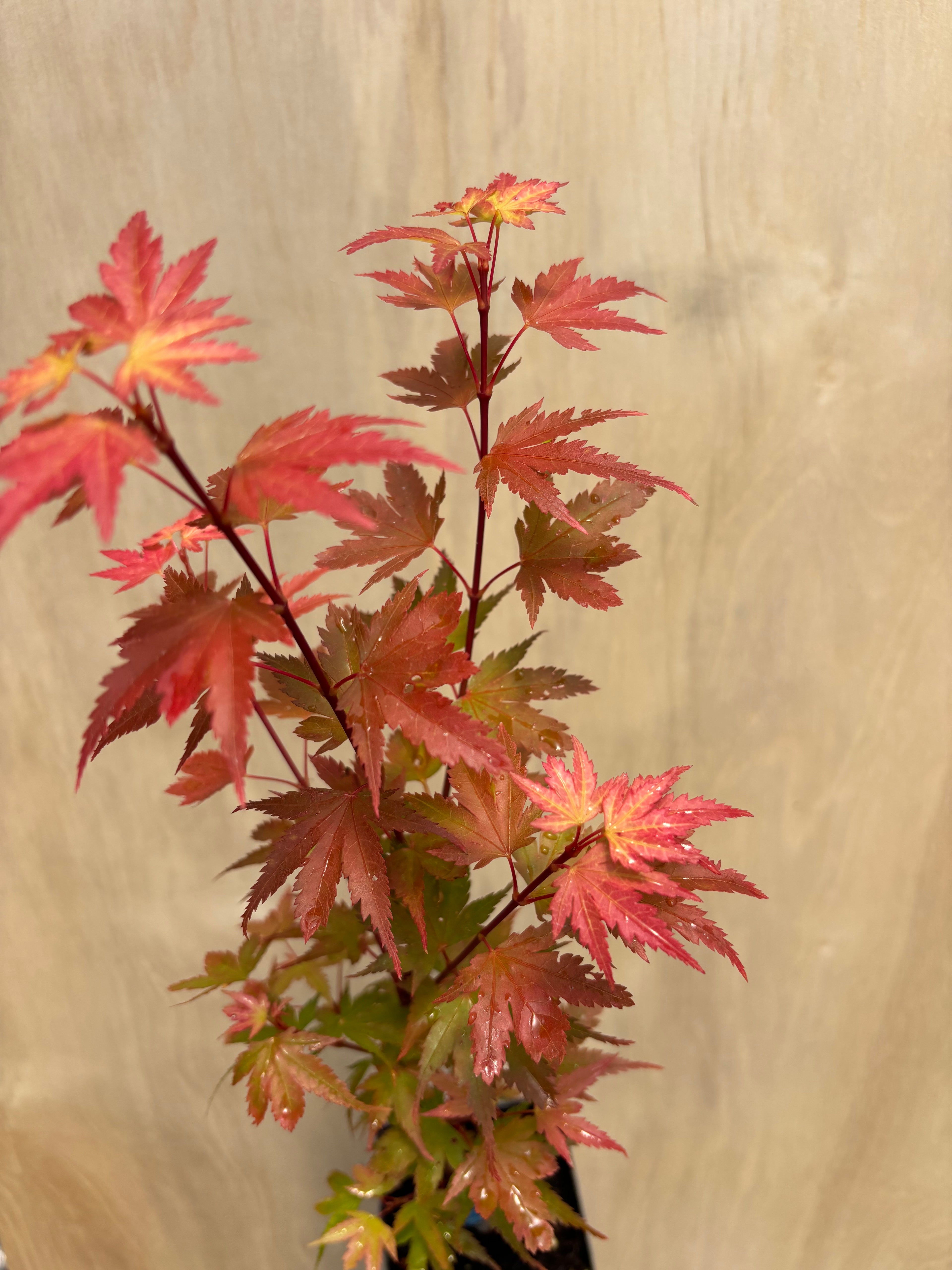 Acer Palmatum  ‘Coonara Pygmy ‘