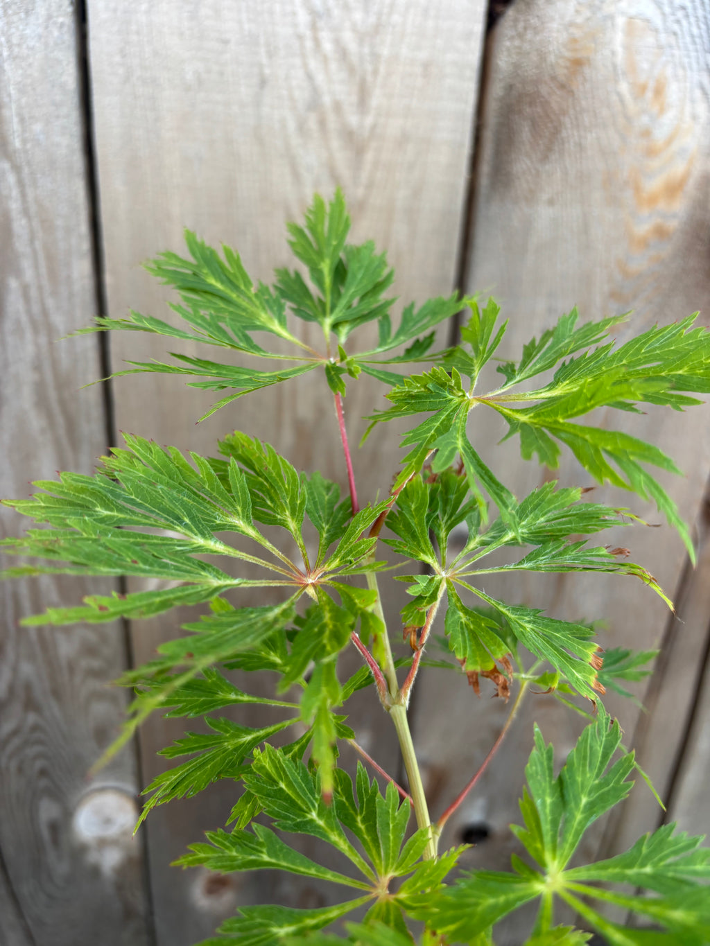 Acer Japonicum 'Oregon Fern'