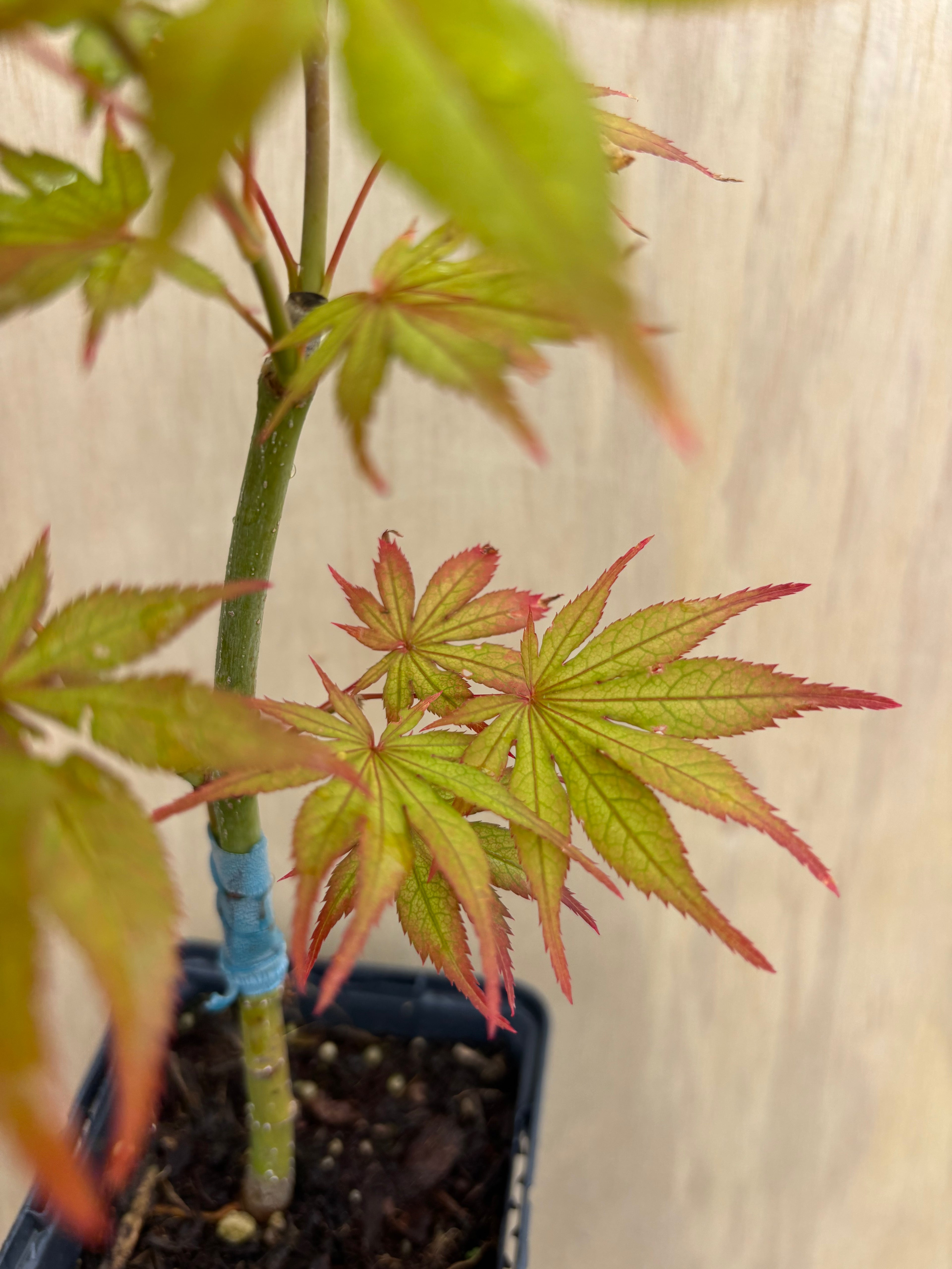 Acer Palmatum ‘Elmwood’