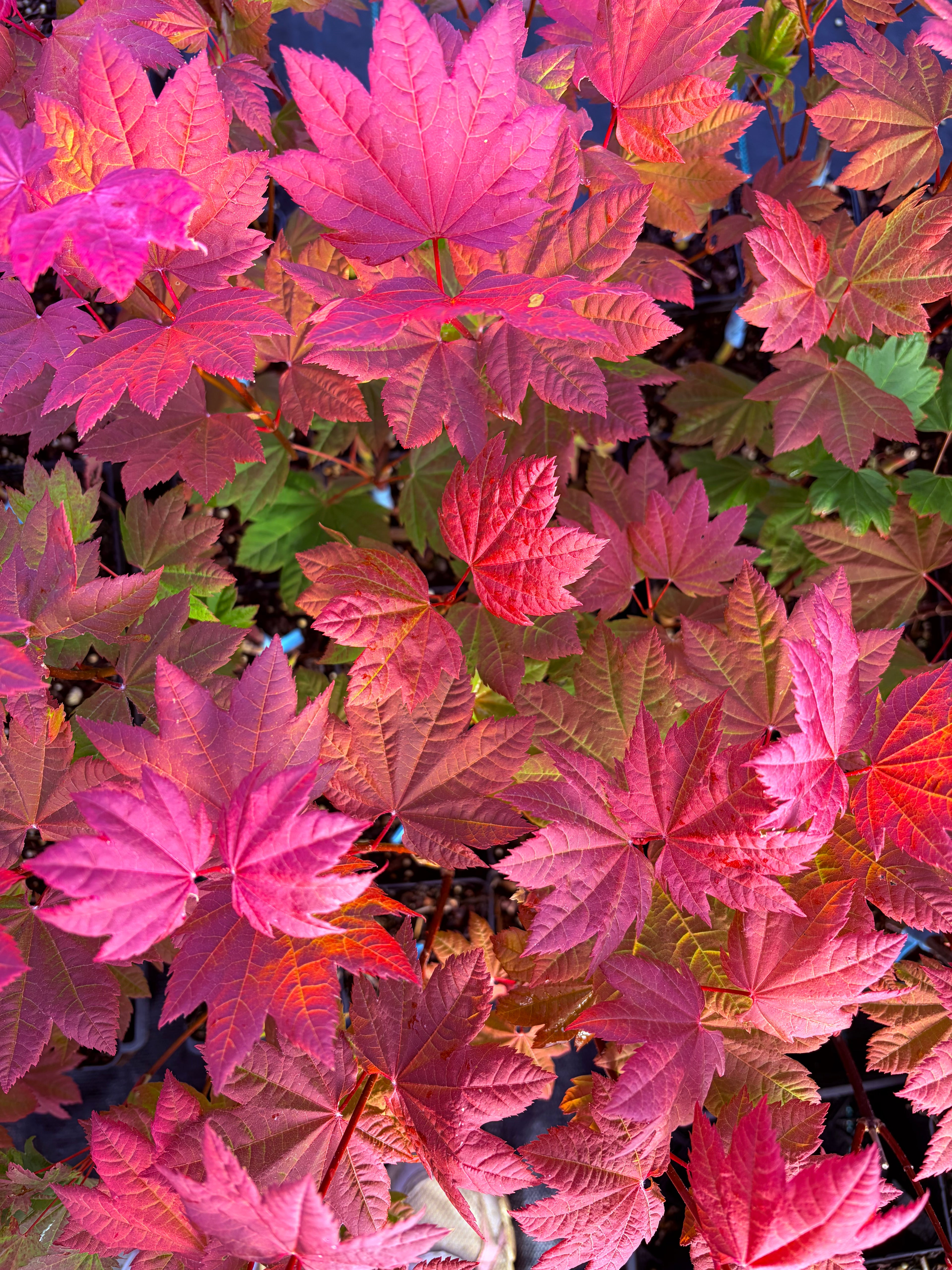 Acer Circinatum ‘Sunny Sister’