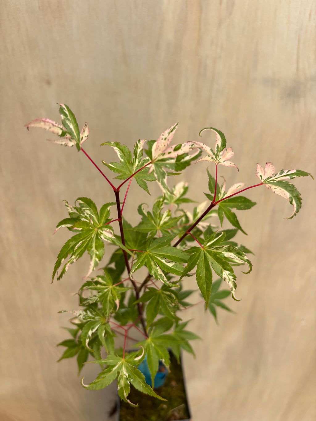 Acer Palmatum ‘Kotobuki’